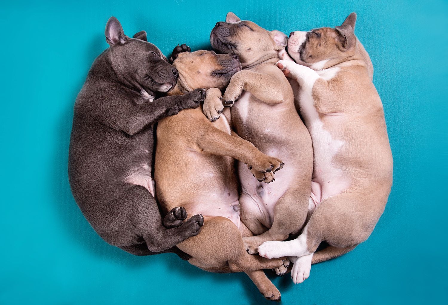 Three French Bulldogs sleeping together in circular formation on turquoise background.