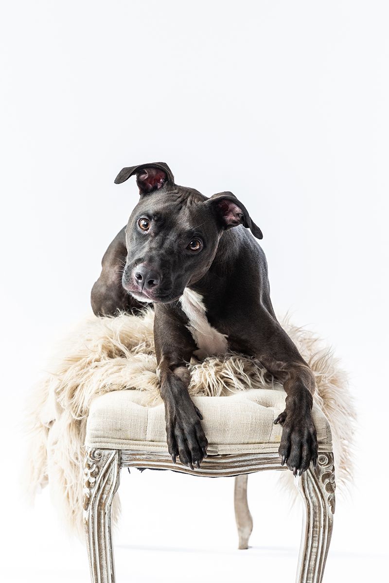 Black and white pit bull mix lounging on elegant chair with fur cushion.