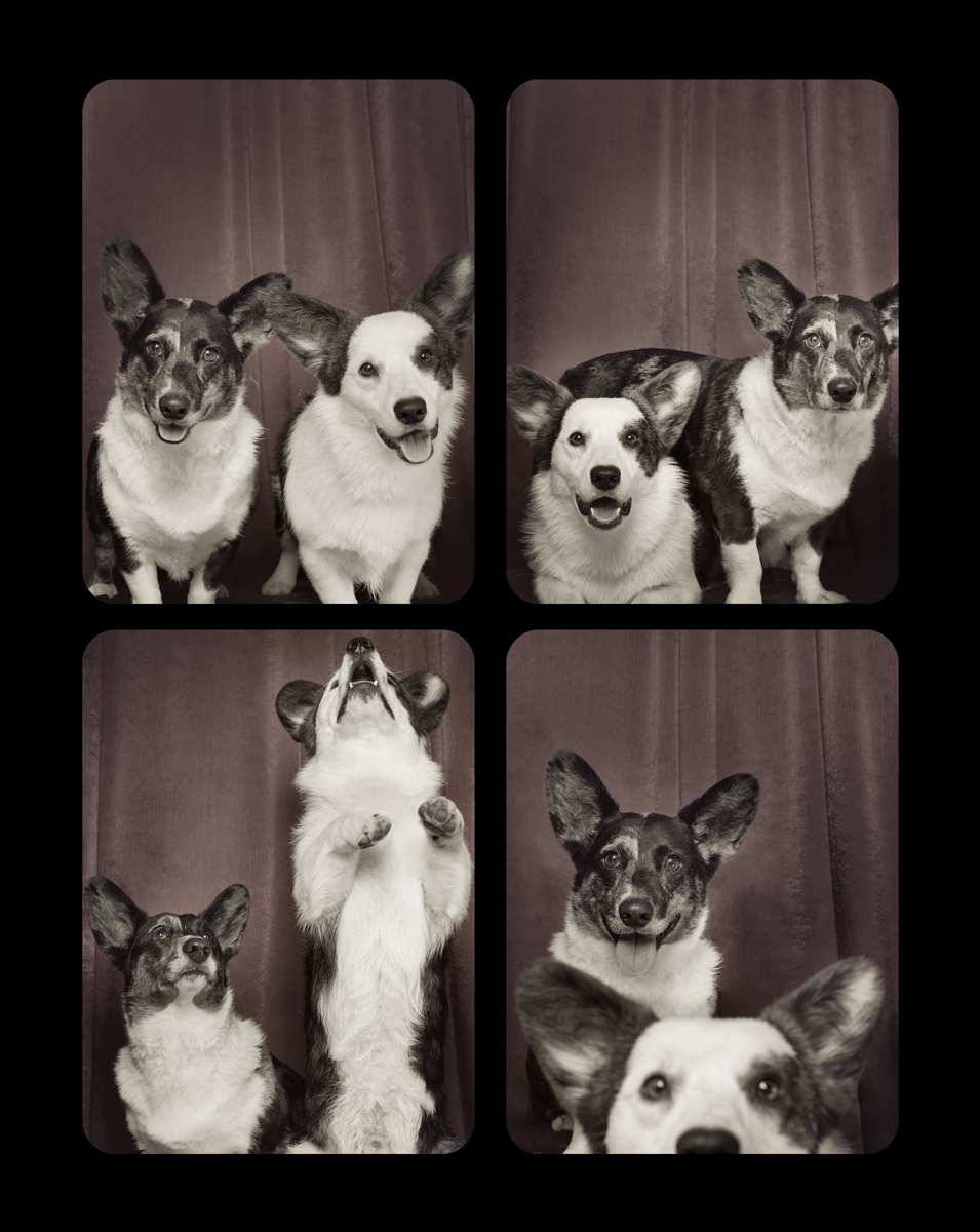 Four photo booth portraits of Corgi mix dogs posing playfully in black and white.