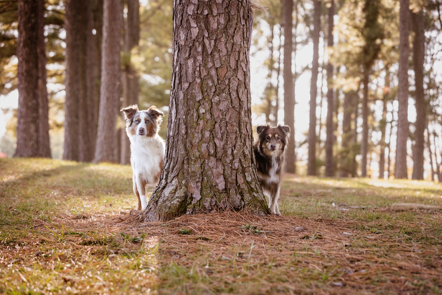 Two dogs running playfully around a large tree trunk in a wooded forest setting.