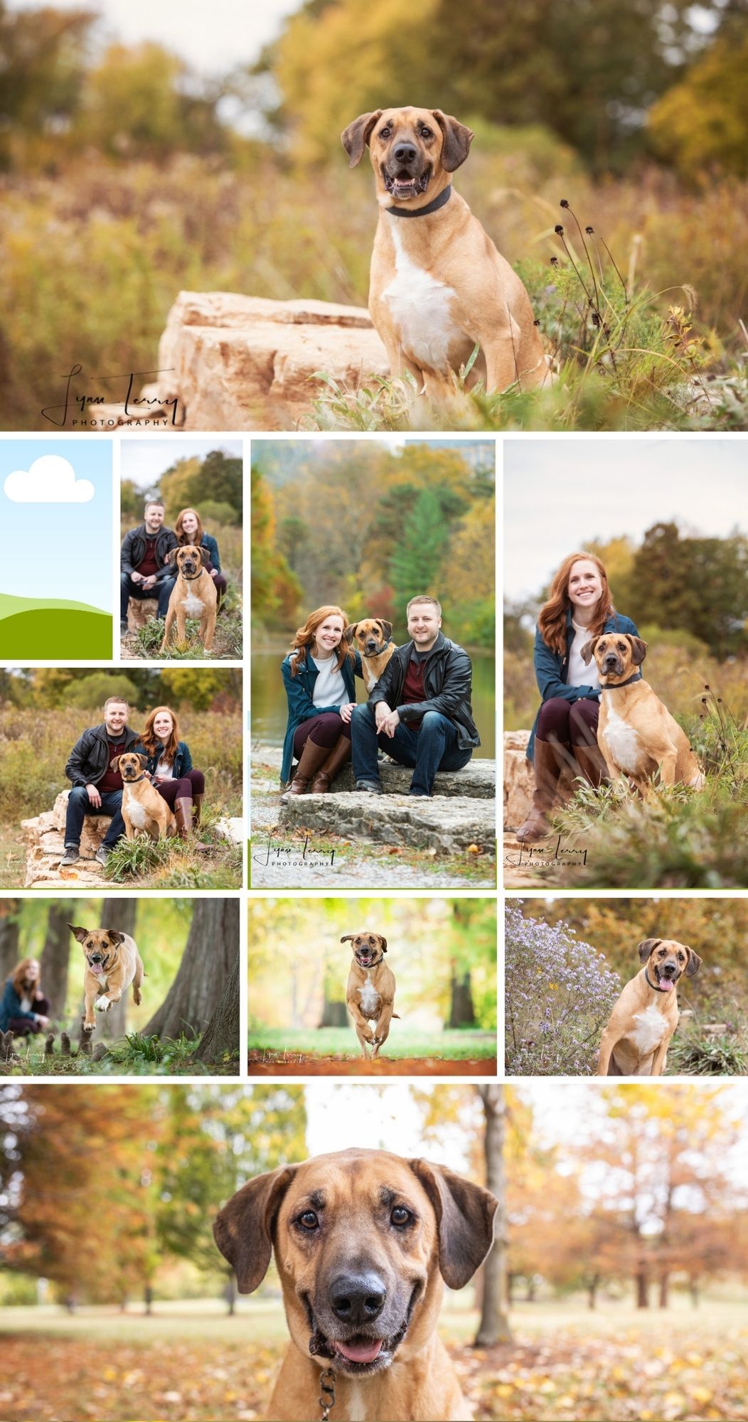 Portrait session of a mixed breed dog in autumn scenery surrounded by fall foliage.