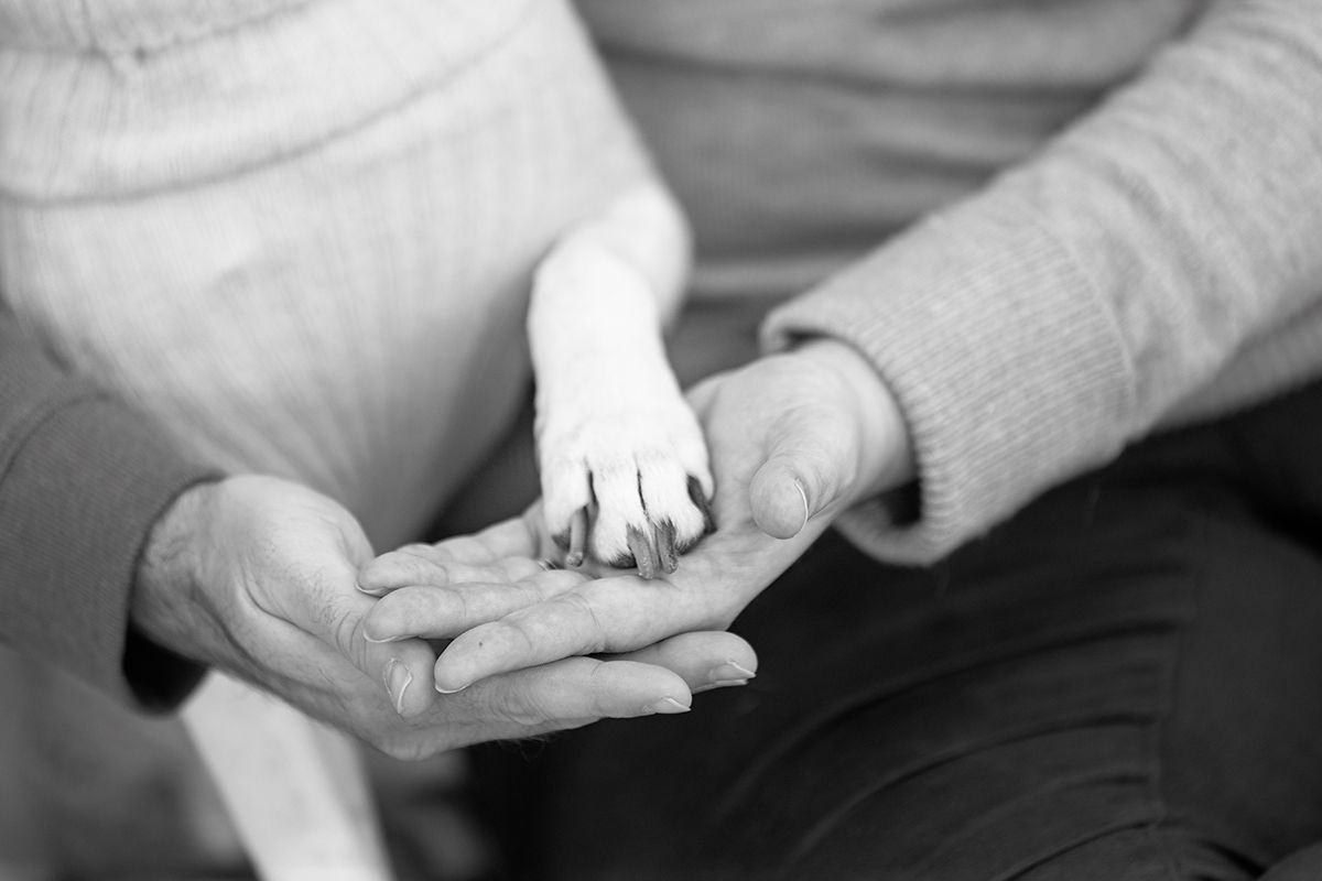 Close up black and white image of small dog paw resting in person's hand.