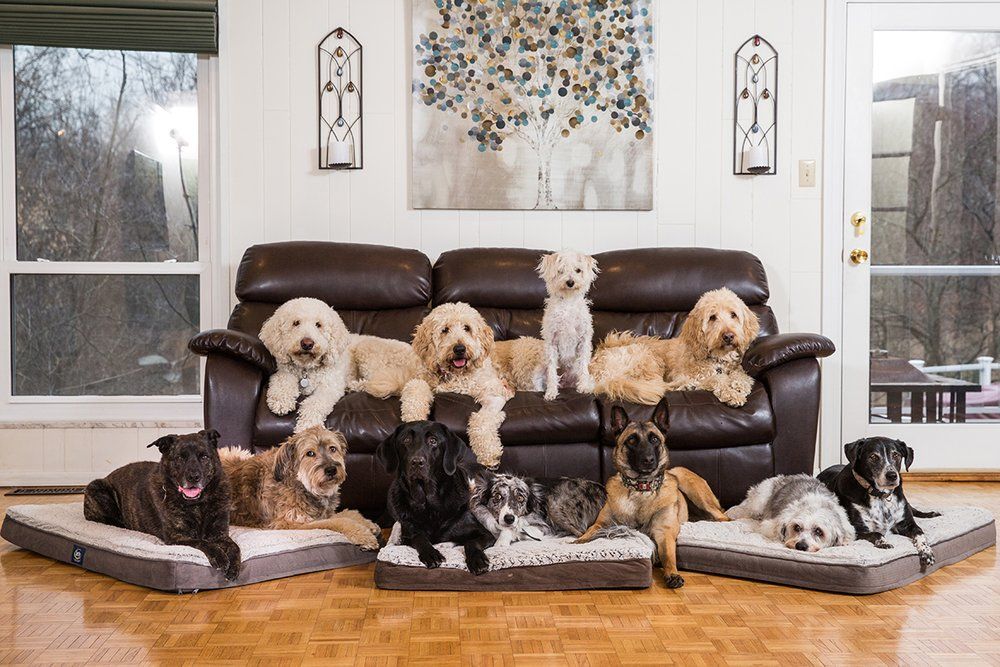 Collection of doodle mix dogs lounging on brown leather couch with dog beds.
