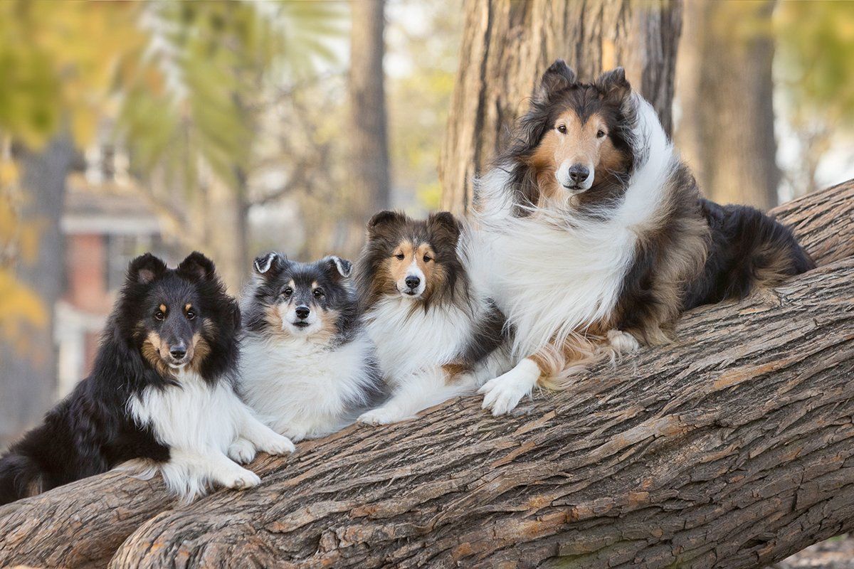 Four shelties lounging together on a fallen tree trunk in an autumn forest.