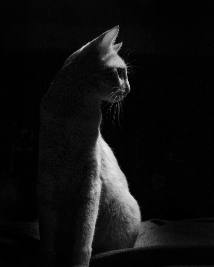 Dramatic black and white portrait of a cat silhouetted against dark background.