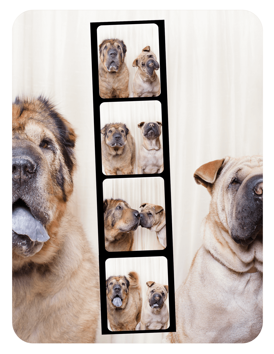 Series of close-up photo booth style shots featuring wrinkled Shar Pei dogs.