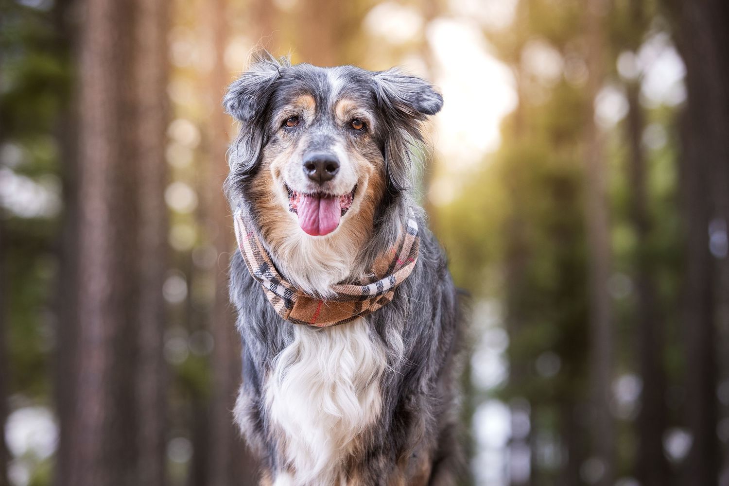 Australian Shepherd dog with tongue out wearing a leather collar, standing in a sunlit forest with bokeh background.