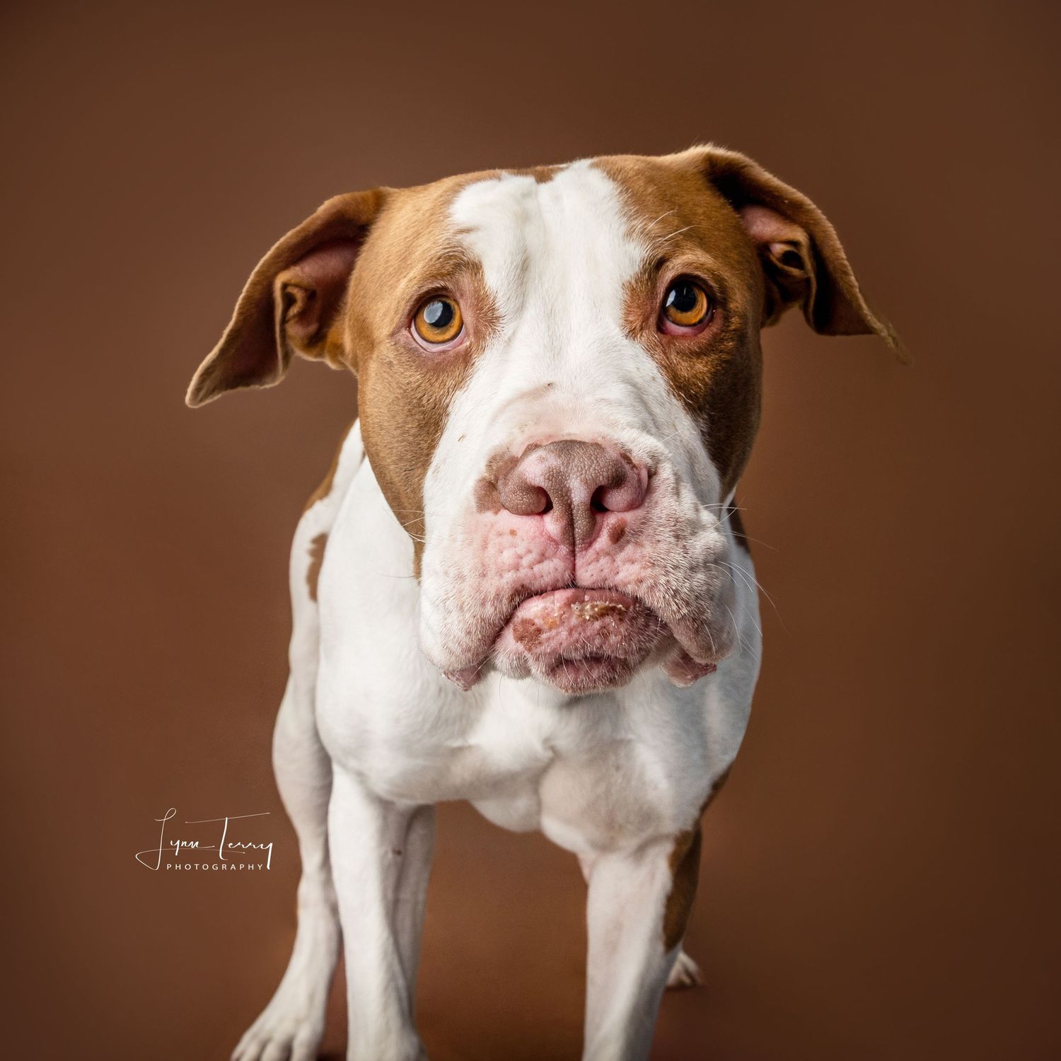 Close-up portrait of a brown and white pit bull dog with soulful eyes on a warm brown studio background.