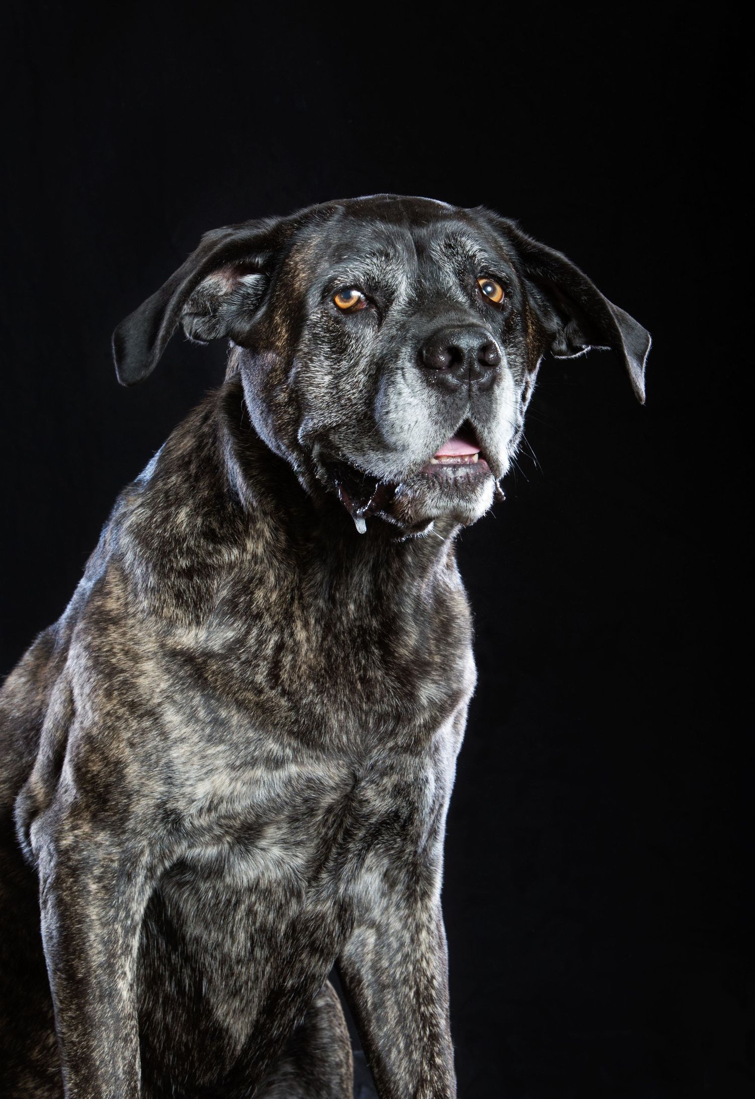 Close up portrait series of a senior black dog with amber eyes against dark background.