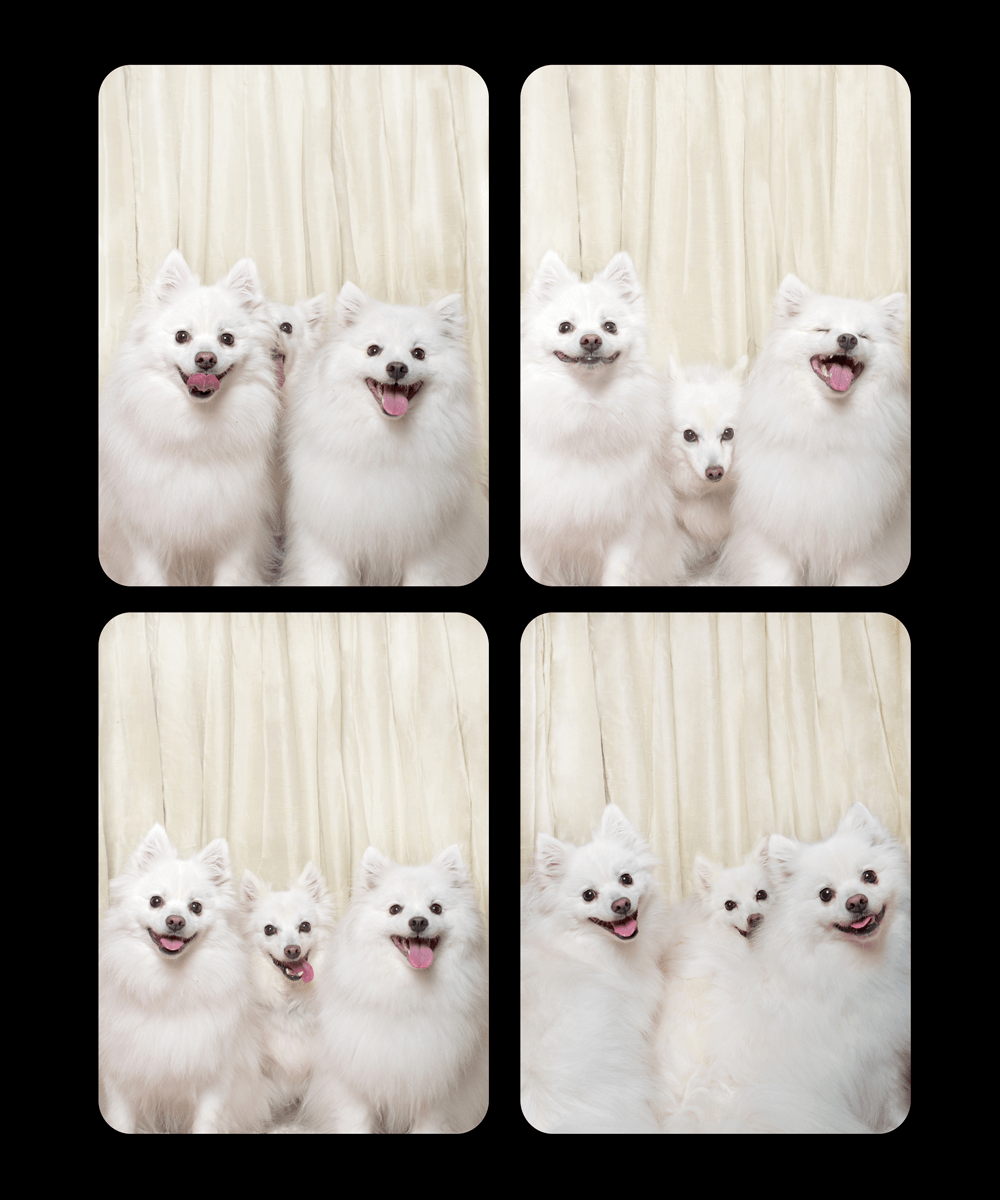 A series of four photo booth images showing playful white Japanese Spitz dogs posing together.