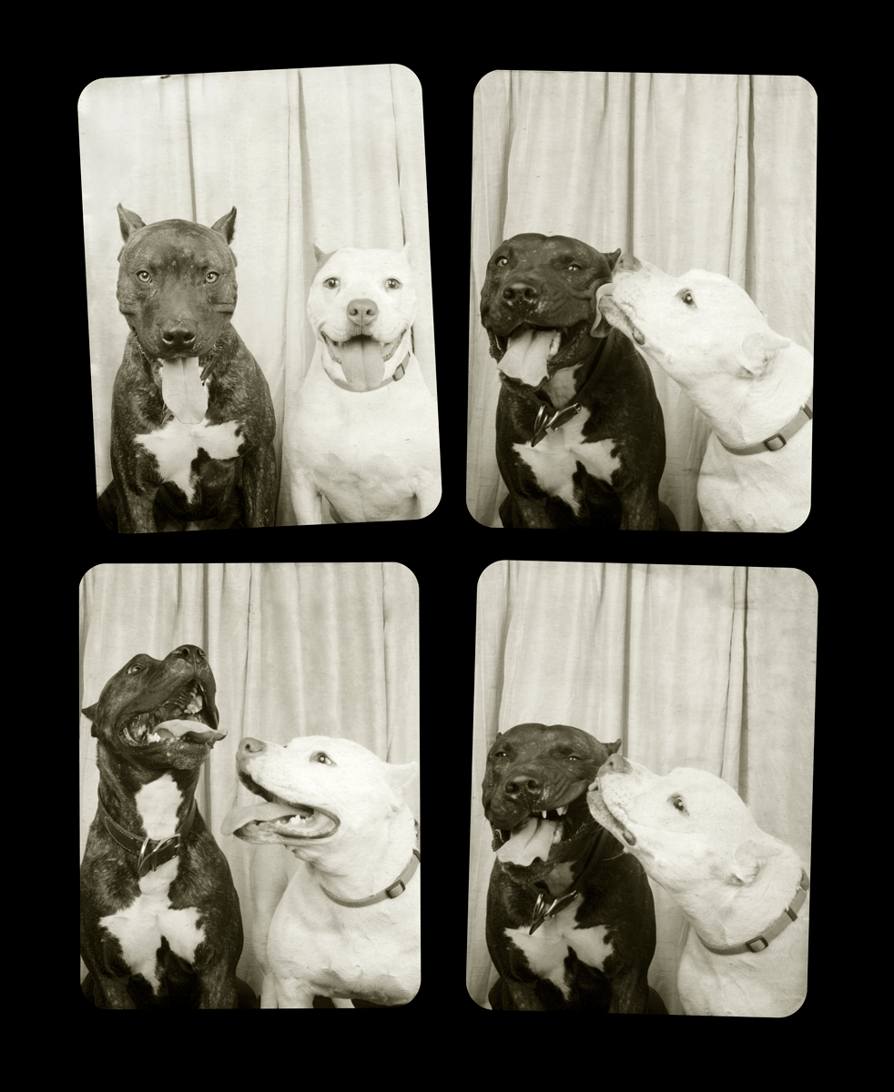 Photo booth series showing a black and white cat and white dog making different expressions together.