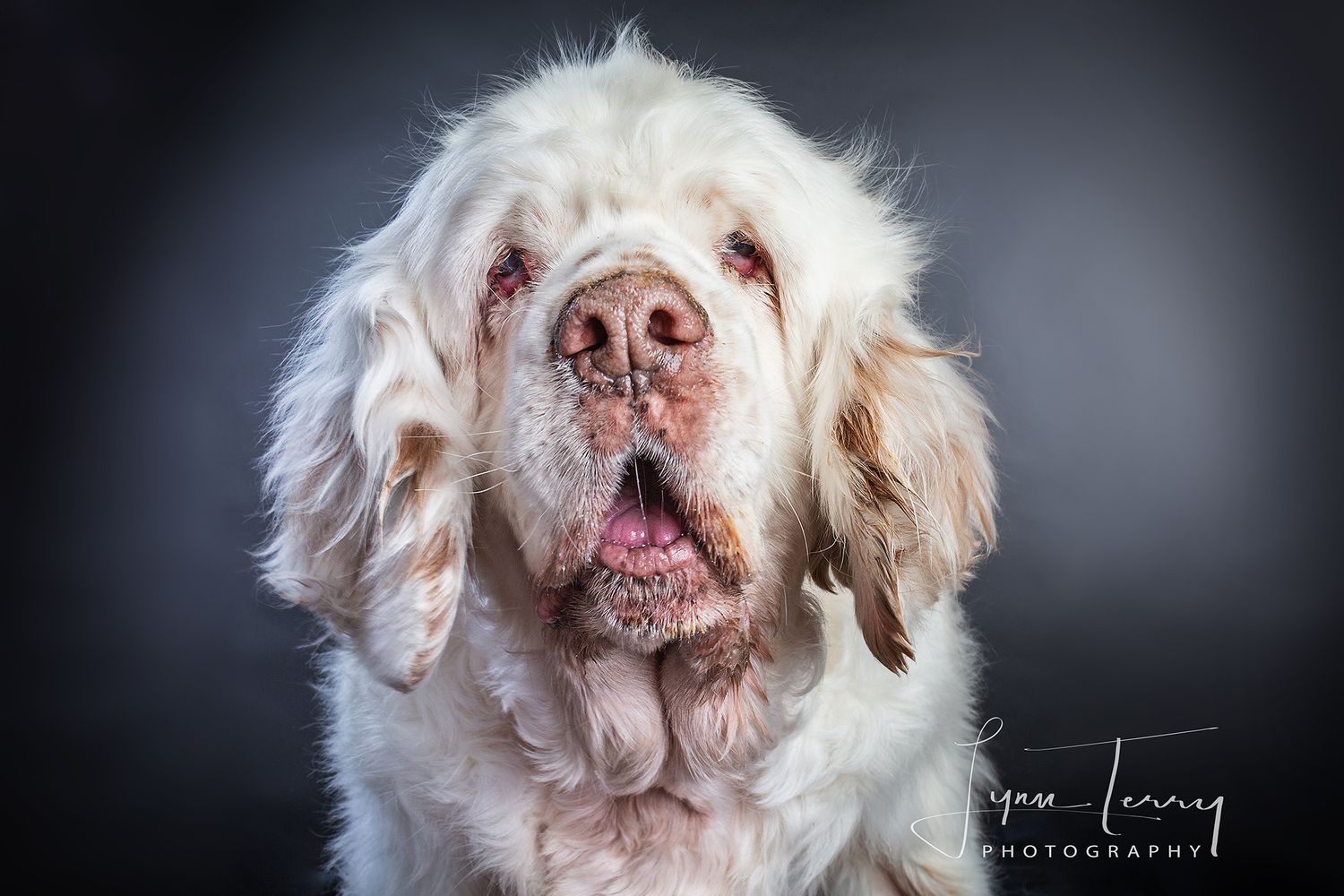 Close-up dramatic portrait of a white Clumber Spaniel dog against dark background.