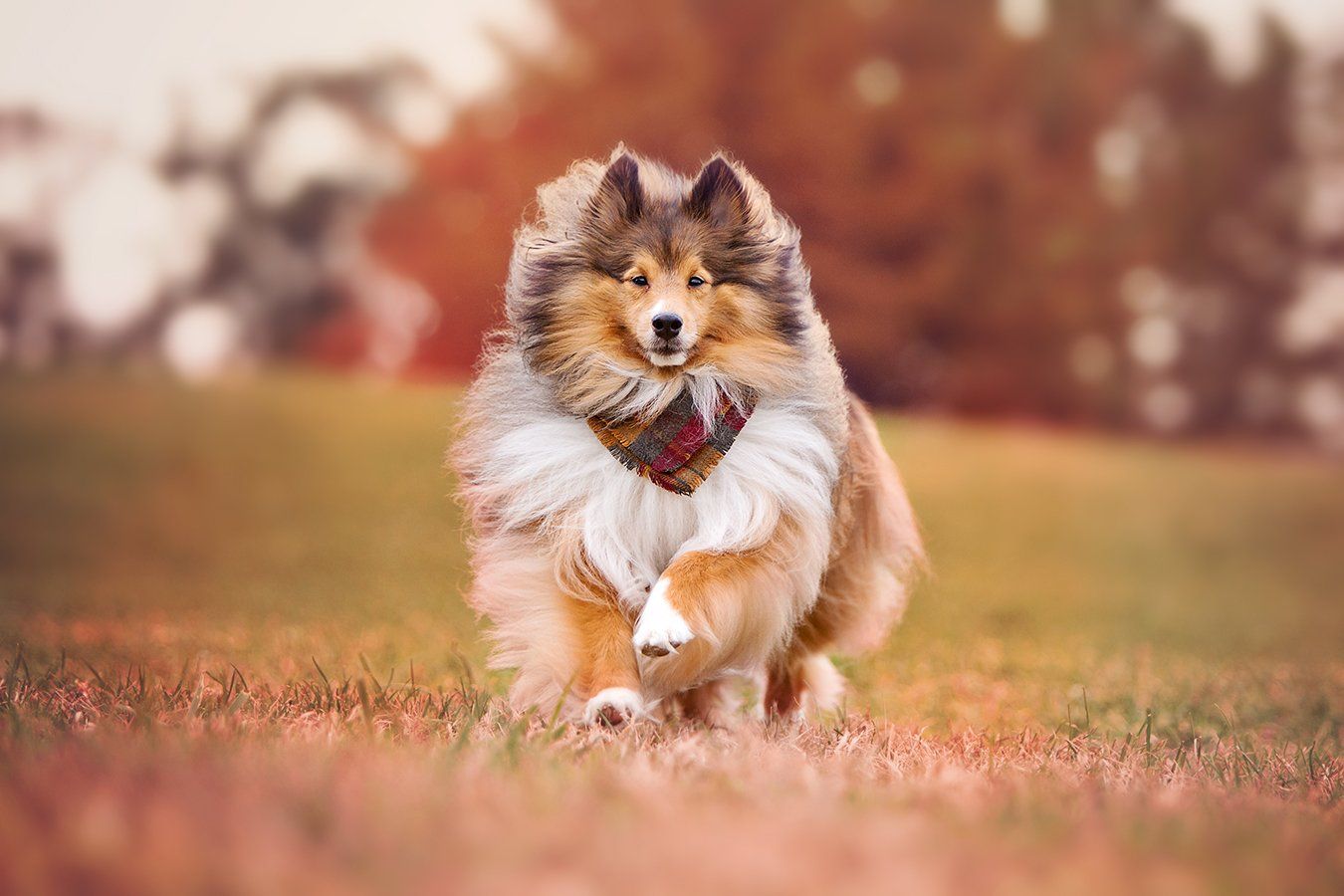 Shetland Sheepdog running joyfully through autumn field with flowing fur coat.