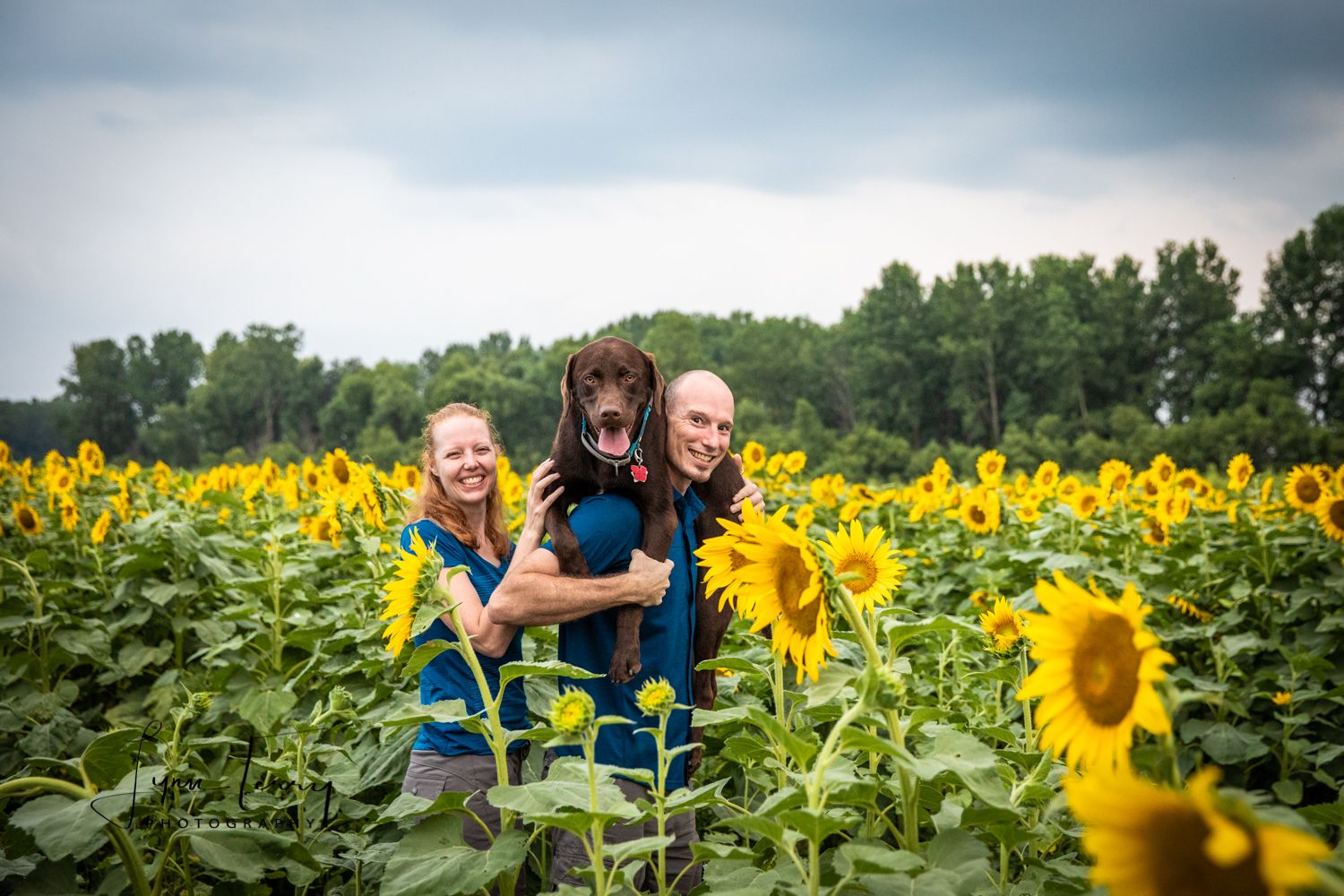 Beautiful sunflower field stretches into the distance under a cloudy summer sky.