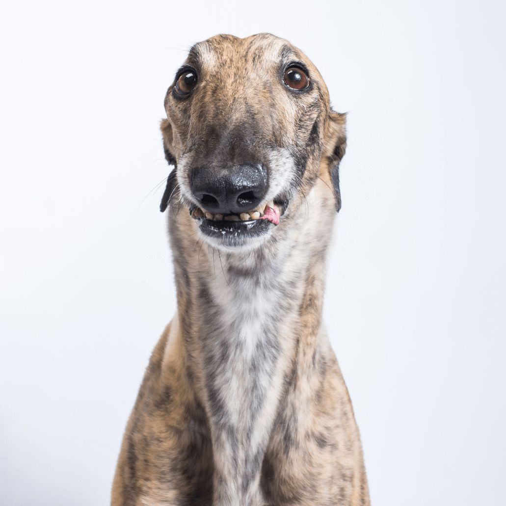Multiple headshots of a tan and white greyhound showing different expressions against white backdrop.