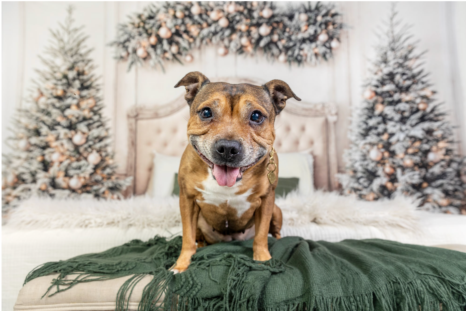A happy brown dog sits on a green blanket in front of decorated Christmas trees in a festive holiday portrait.
