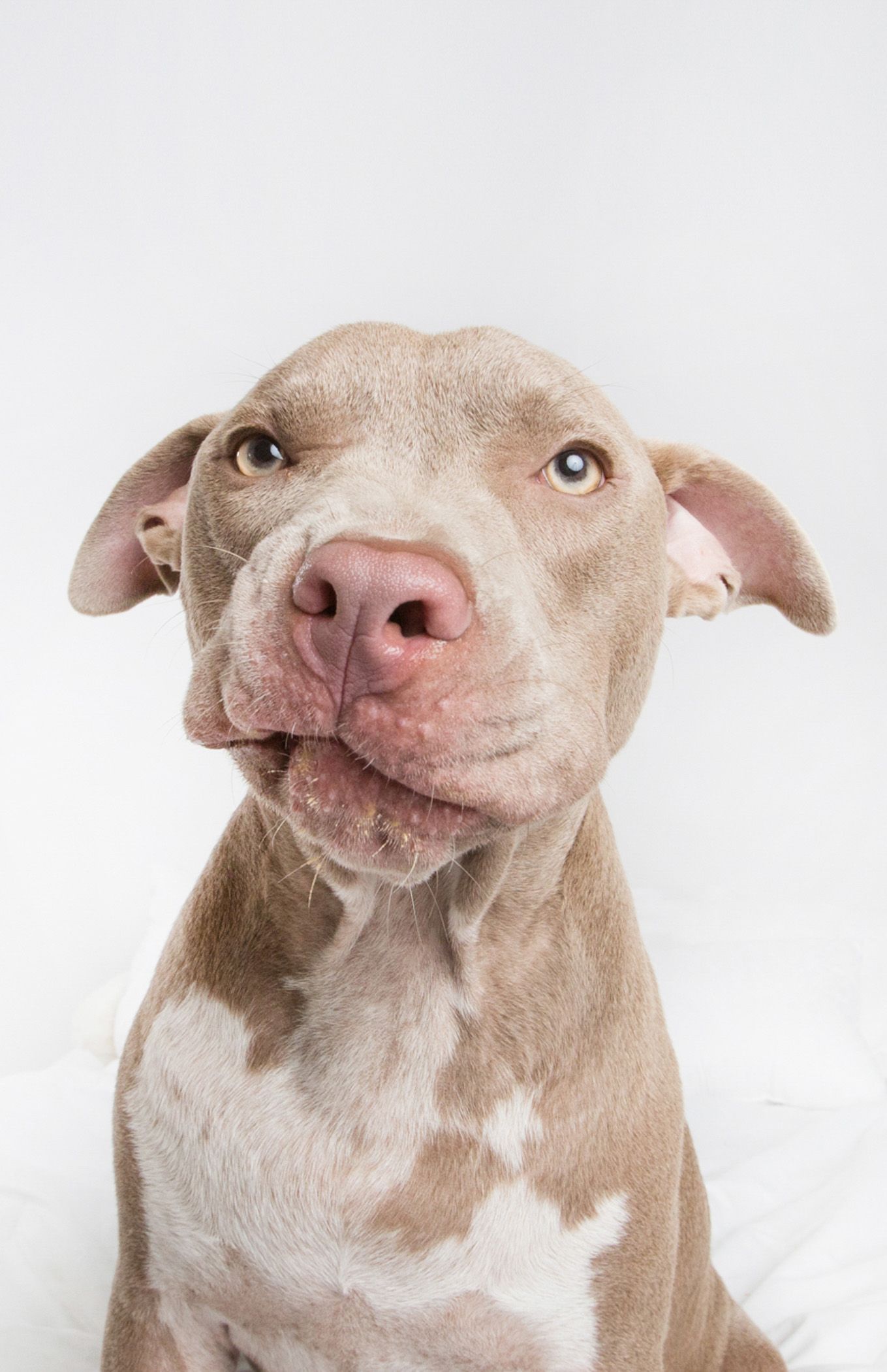 Adorable light brown and white pit bull puppy tilting its head curiously against a white background.