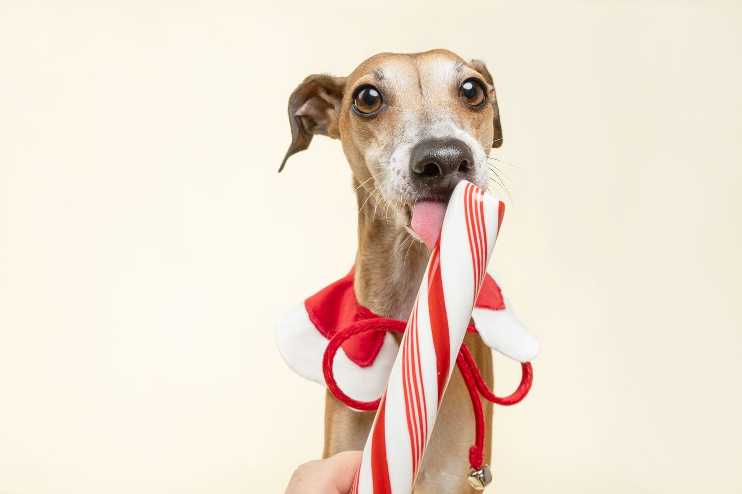 A whippet dog holds a candy cane with a red bow in its mouth against a cream background.