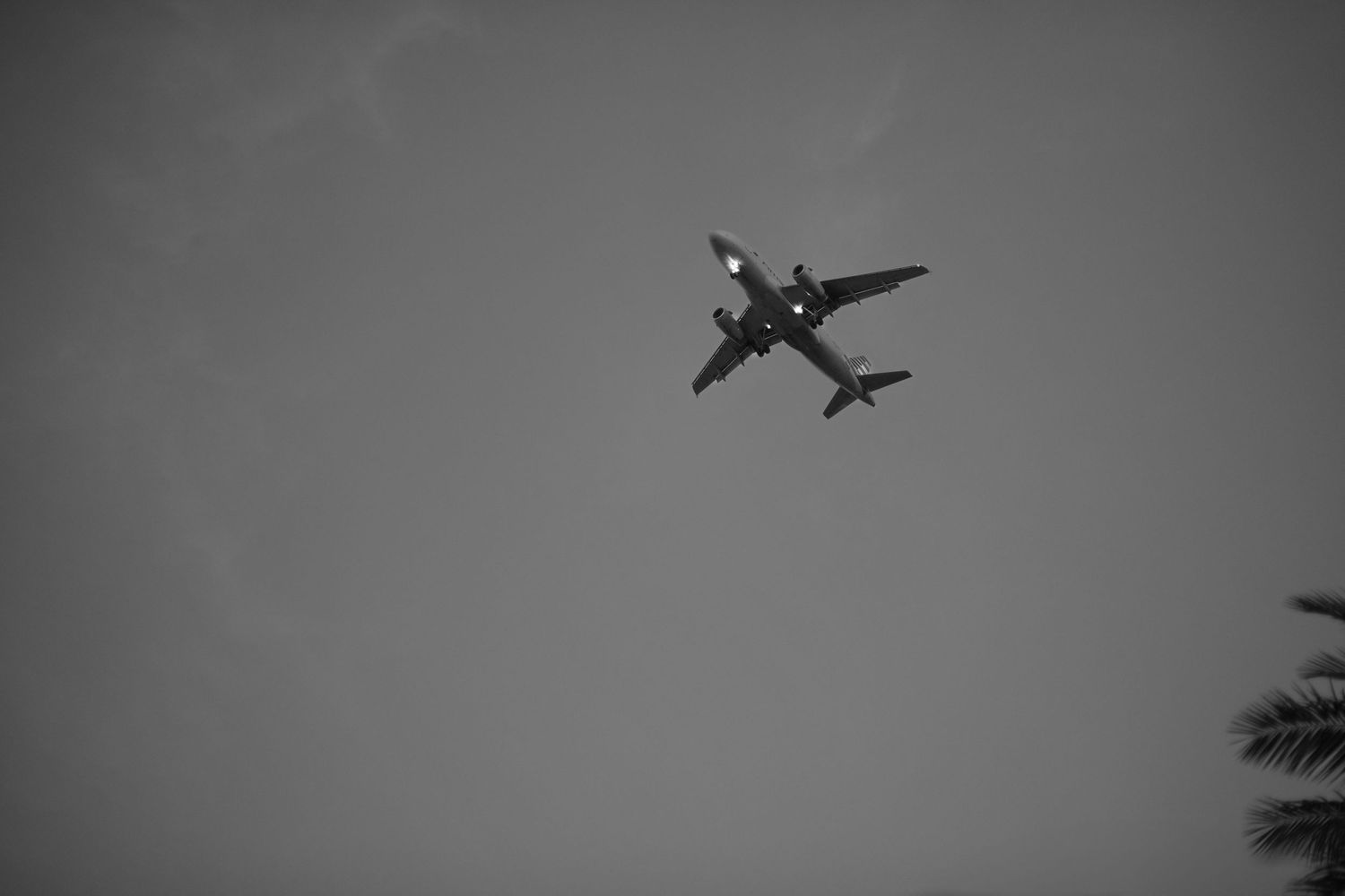 Monochrome shot of passenger aircraft flying overhead with palm tree visible below.