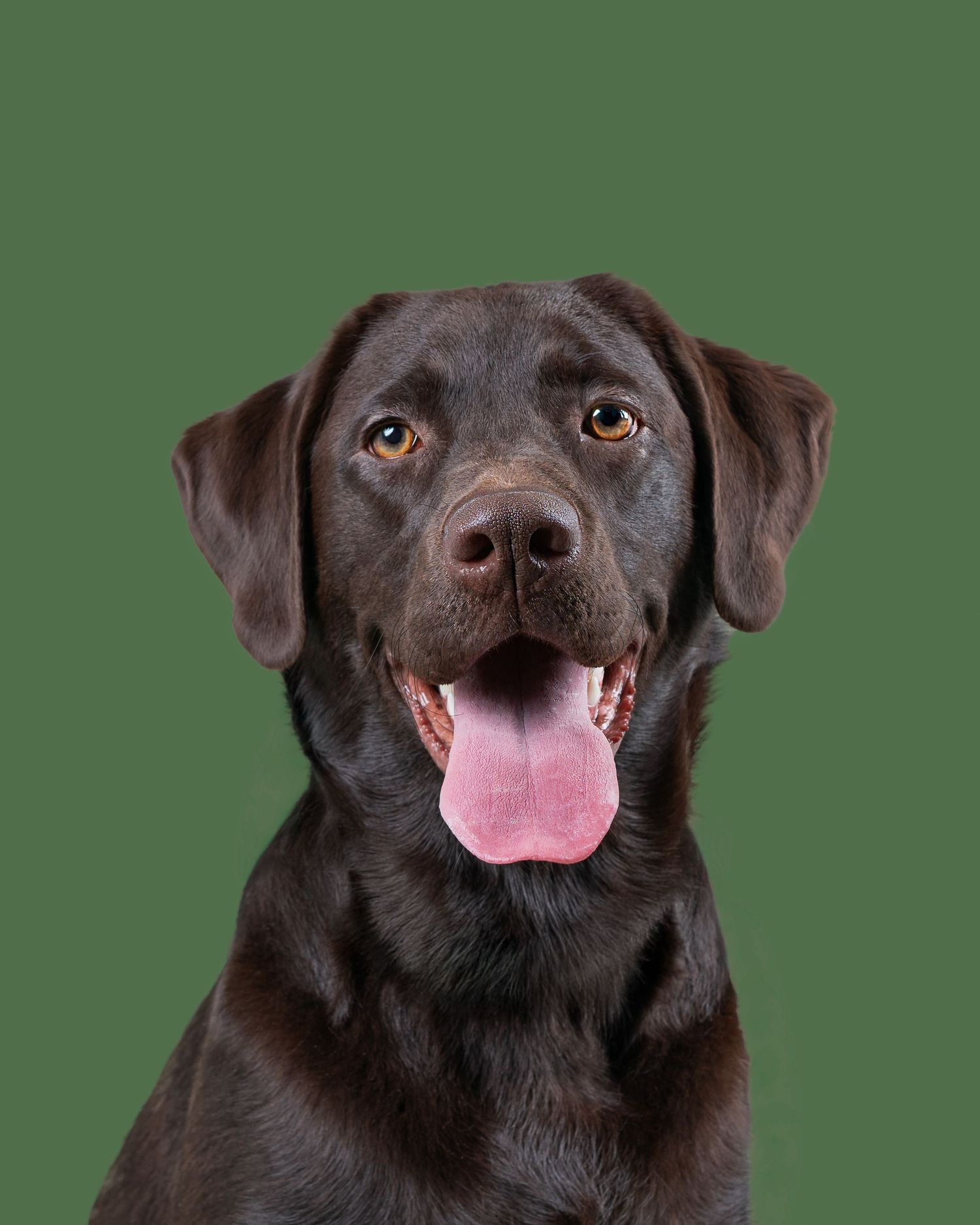 A happy chocolate Labrador retriever with a big smile against a green background.