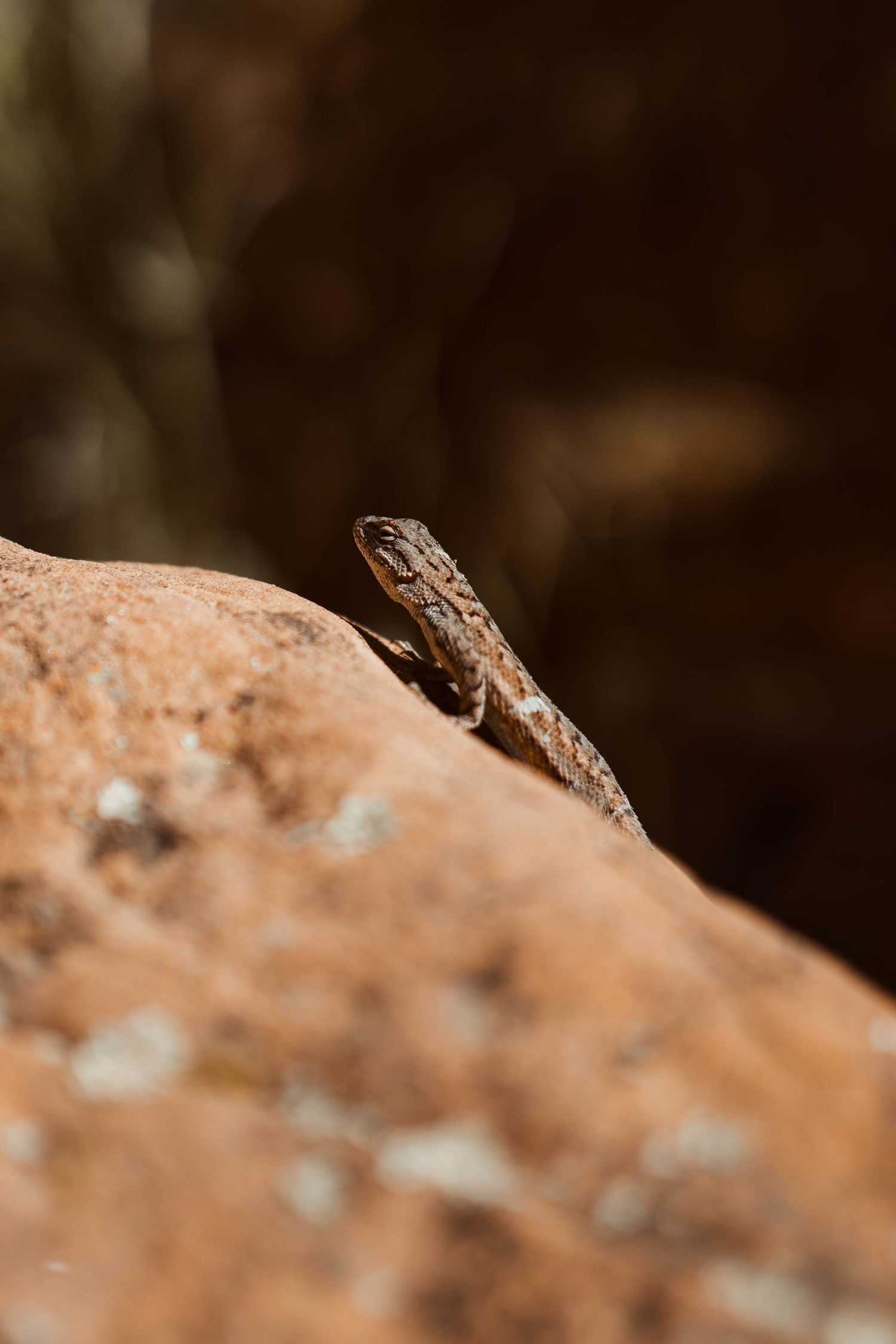 A small lizard perches on a sunlit desert rock in close-up detail.