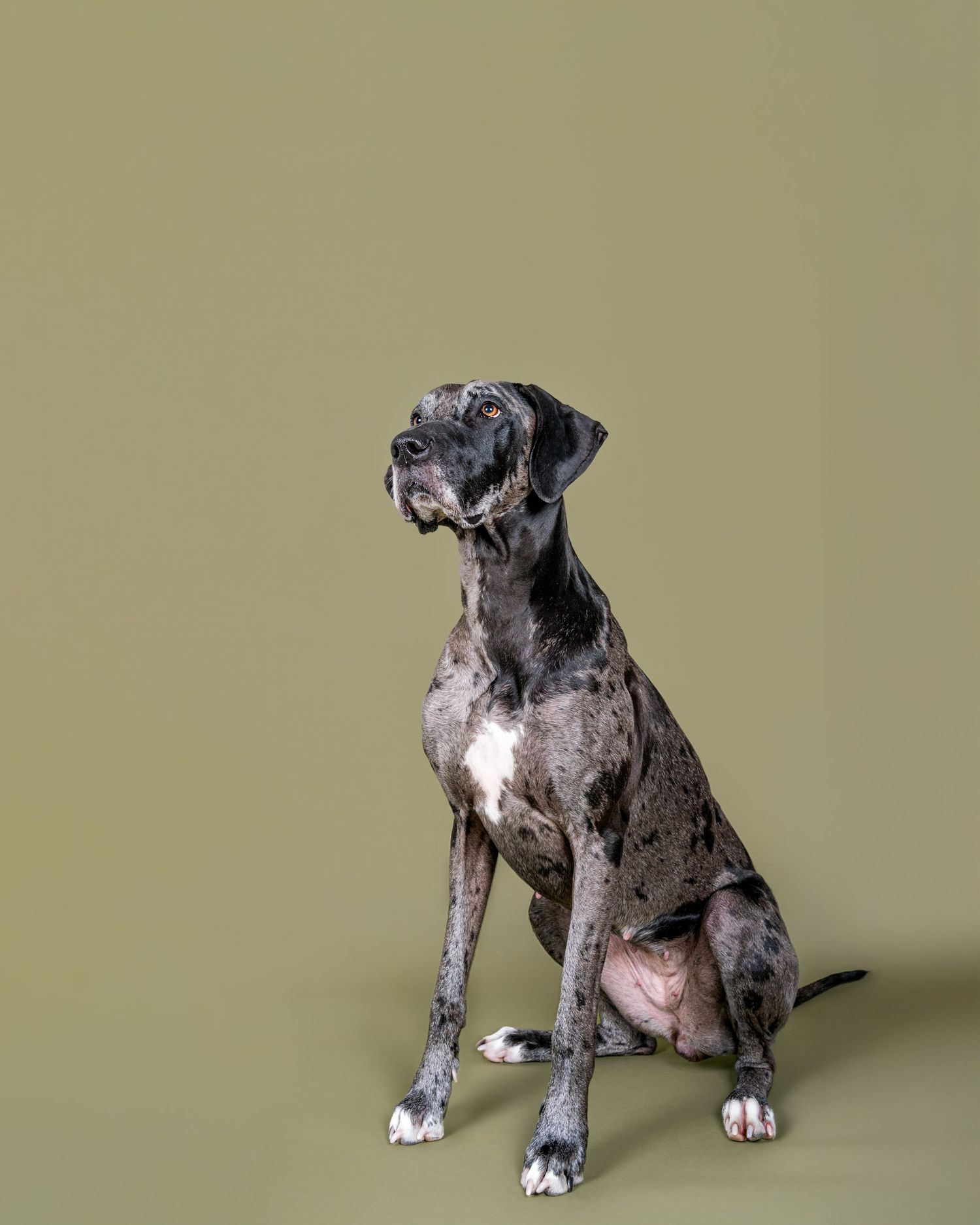 Great Dane dog shown in different poses against a neutral green studio background.