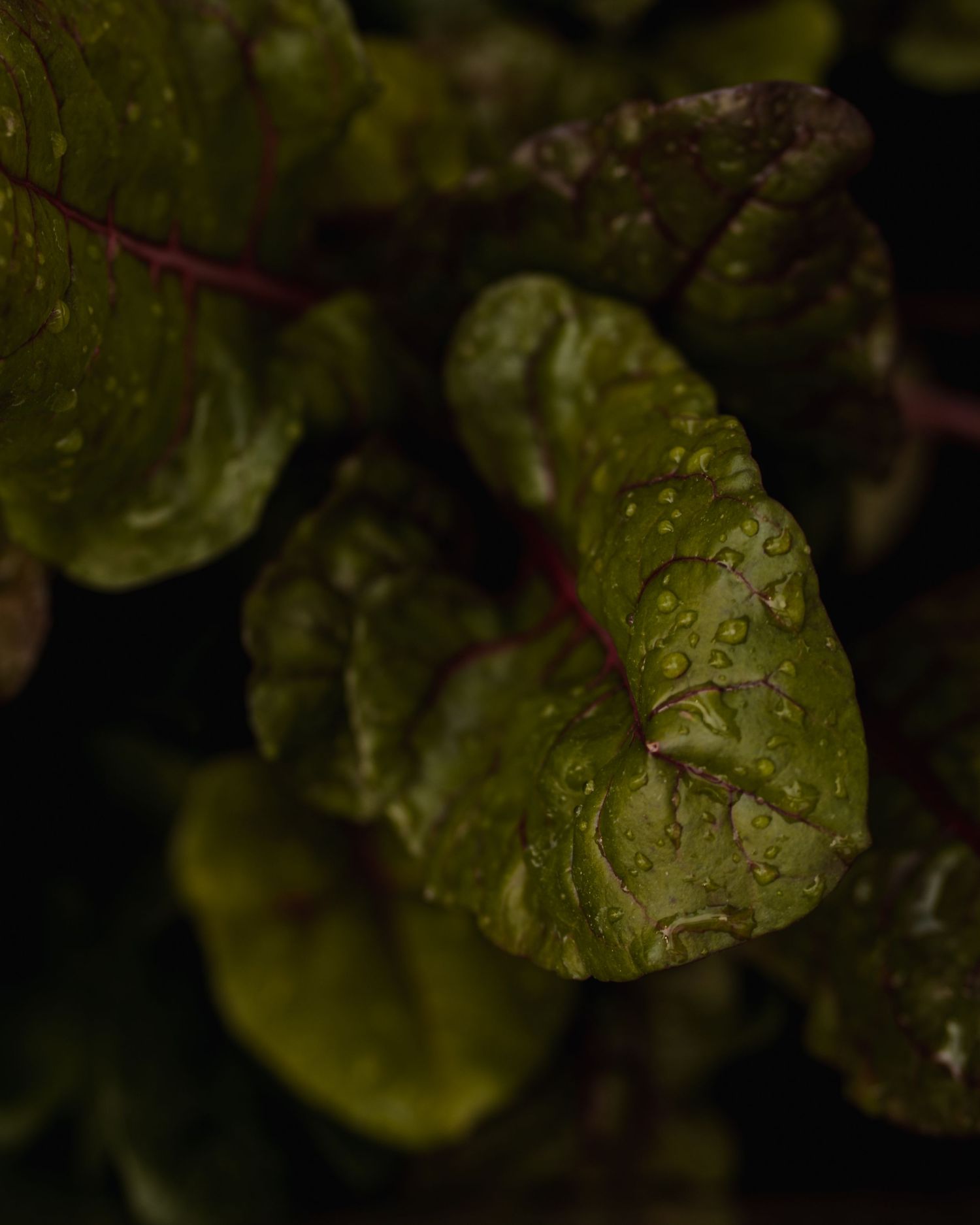 Close-up of dark green wet leaves with water droplets in moody lighting.