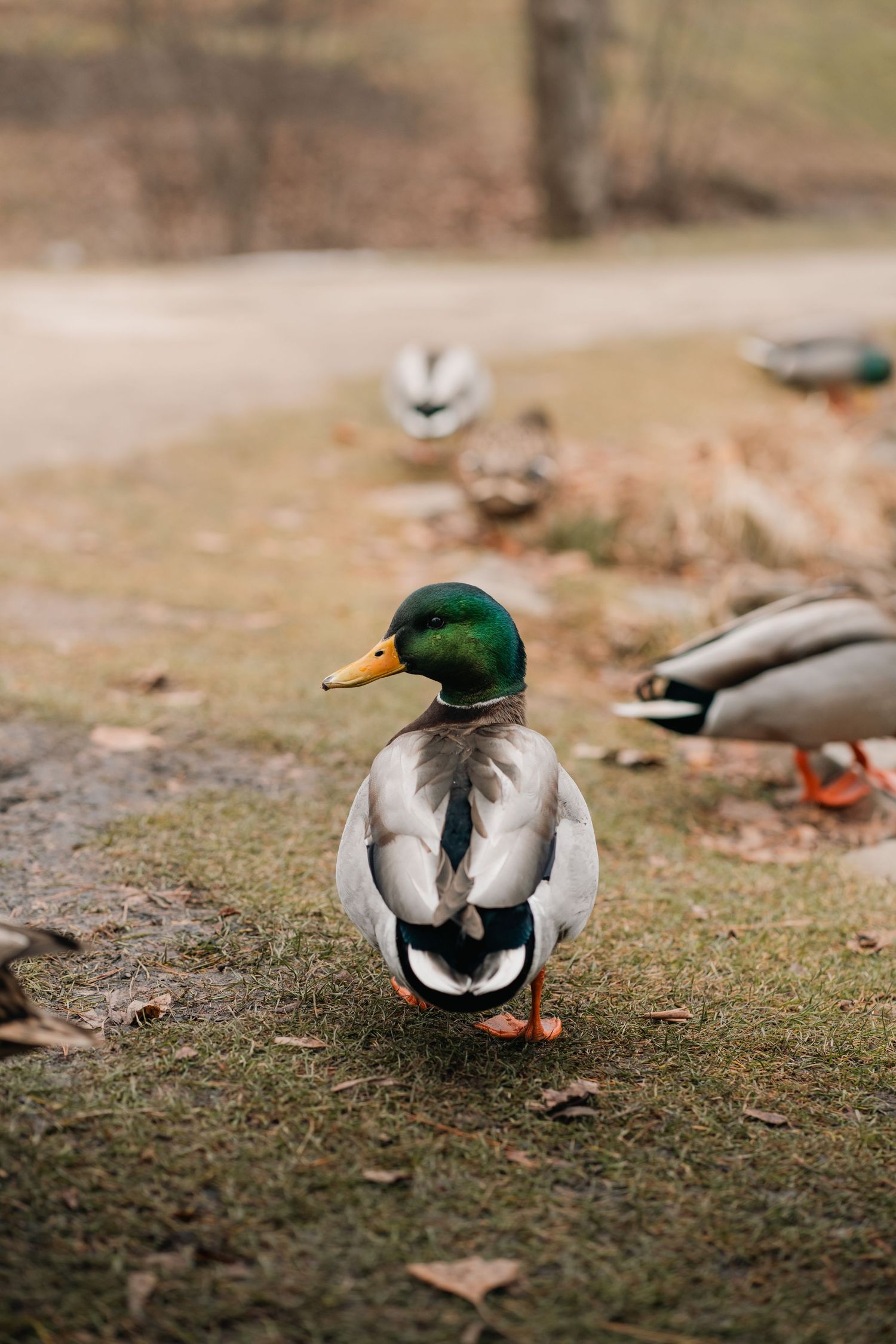 Mallard ducks walking on grass in a panoramic sequence.