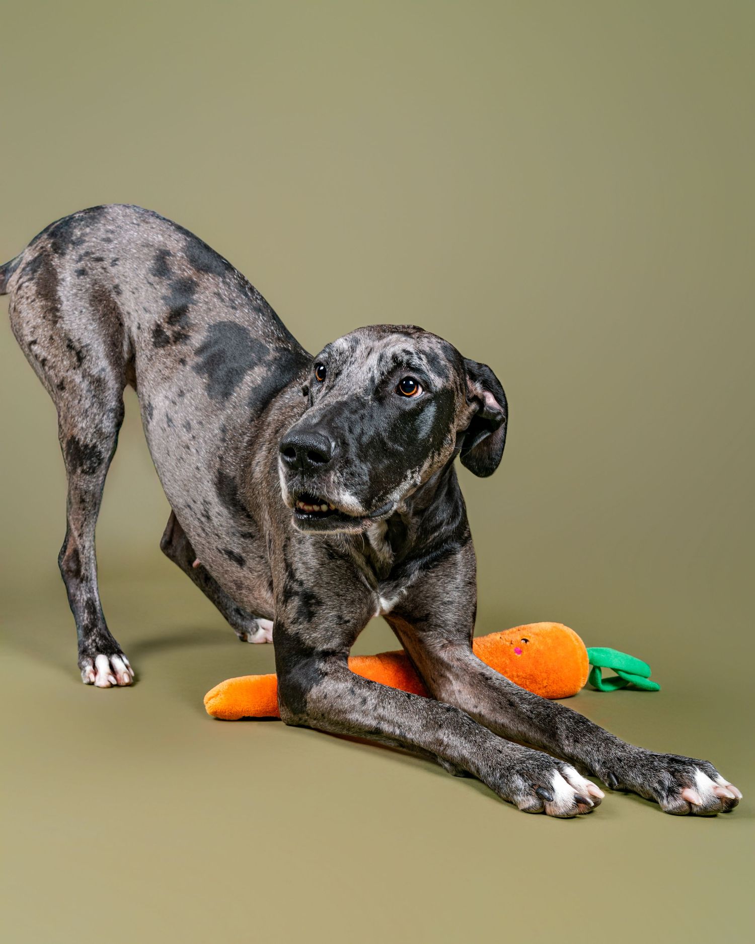 A playful Great Dane dog stretching with orange carrot toys on a neutral background.