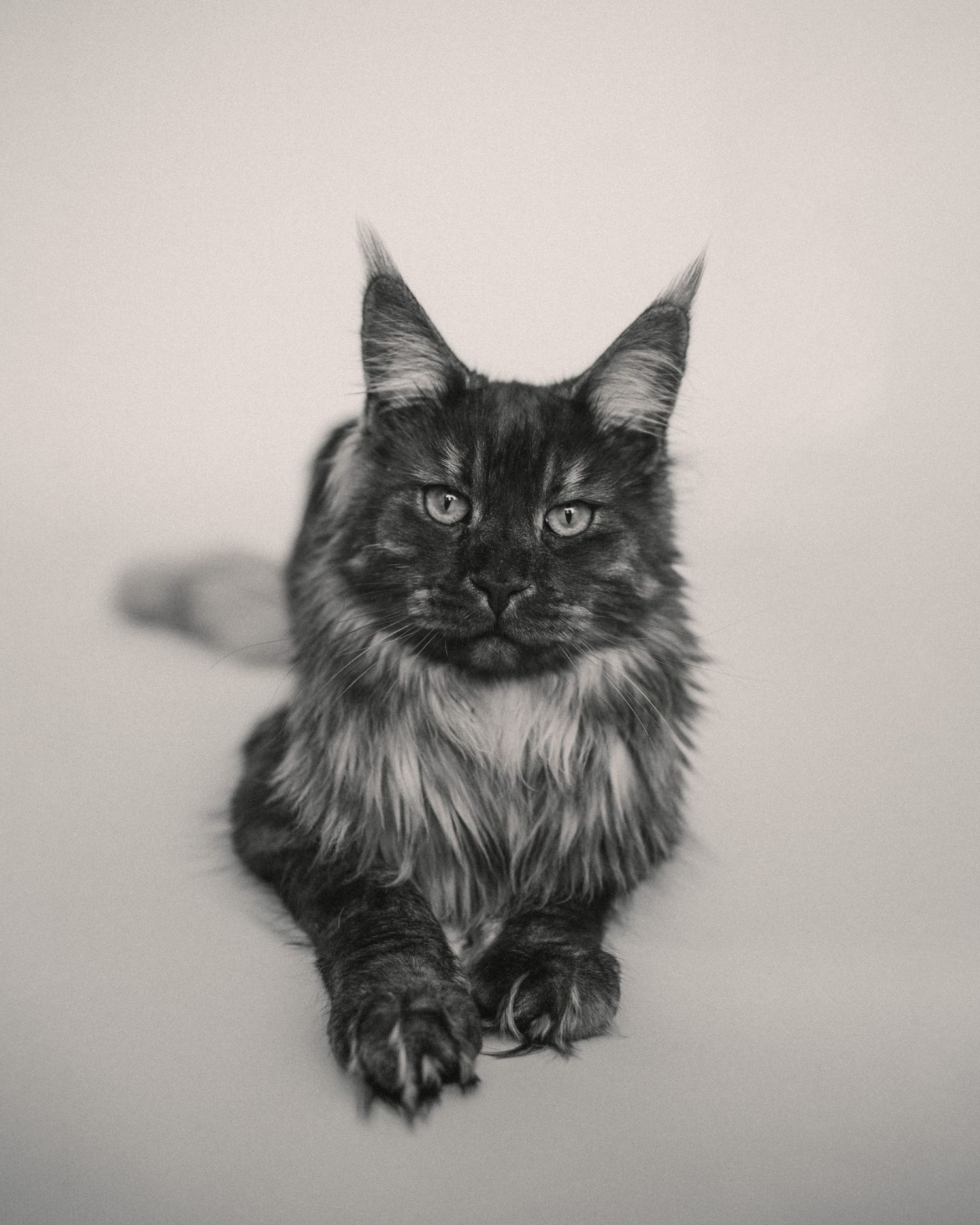 Black and white portraits of a fluffy long-haired cat in artistic style.