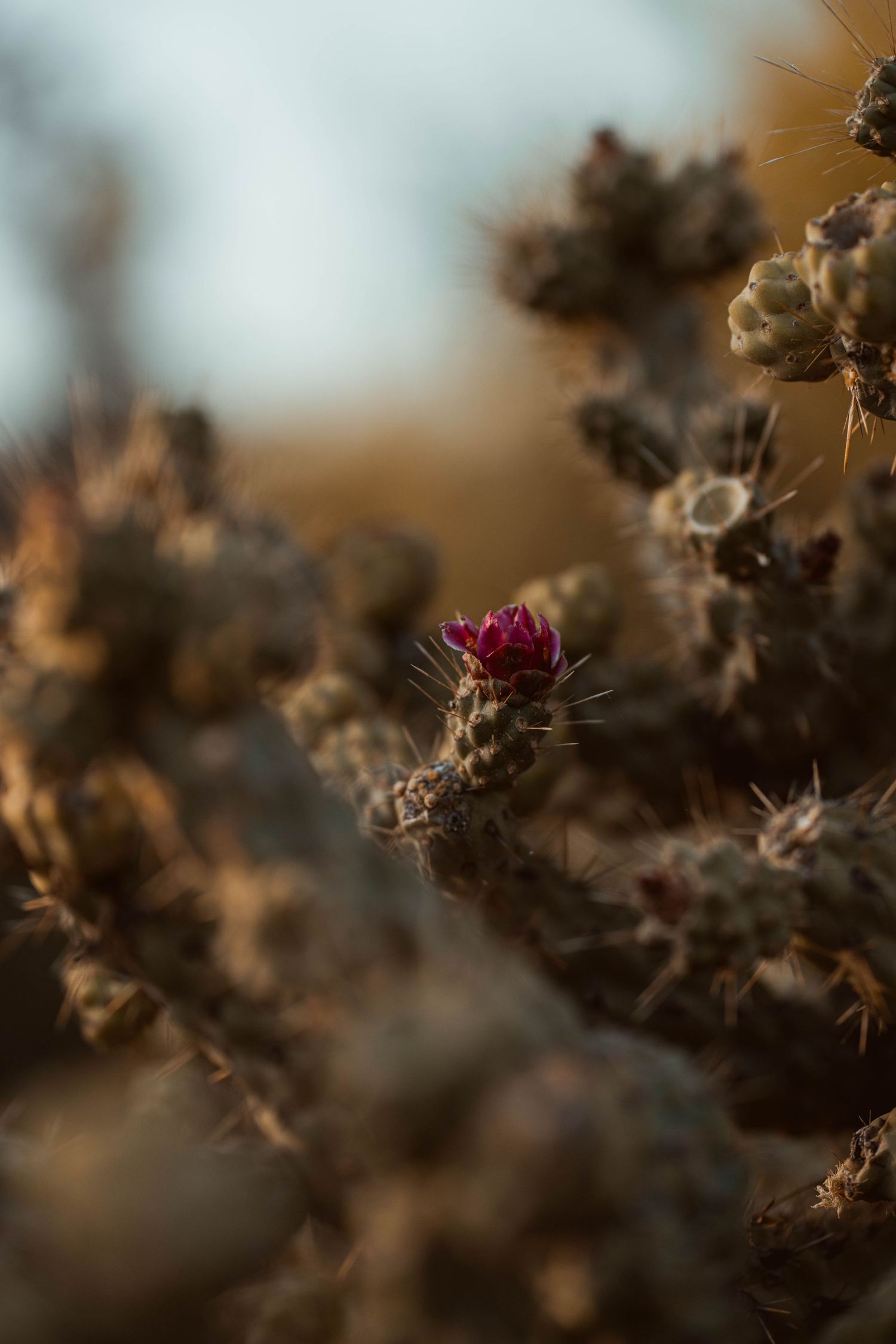 Macro shot of dried plants with a purple flower bud in soft focus.