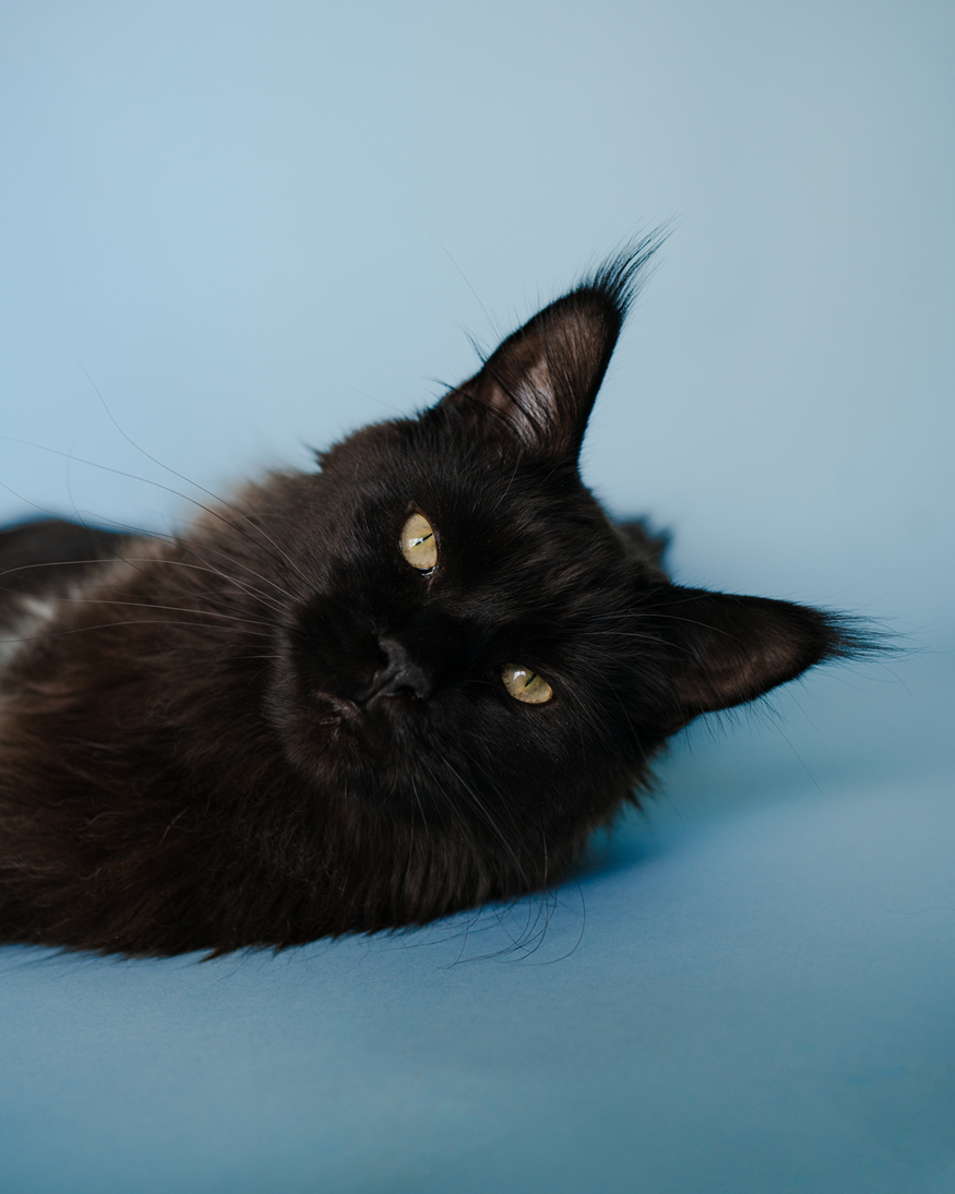 Black cat with glowing yellow eyes lying on blue background in various poses.