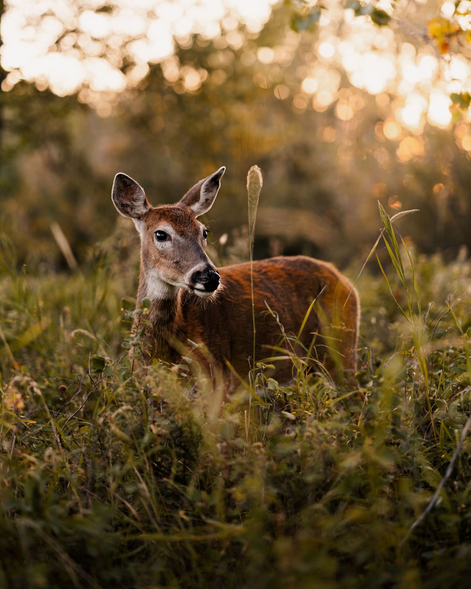 Deer peeking through tall grass at sunset in a panoramic nature scene.