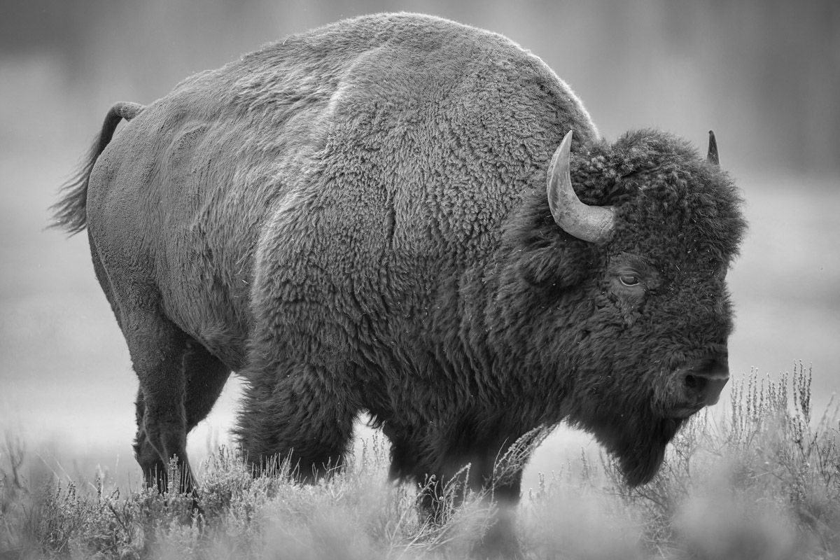 Black and white photograph of a majestic American bison standing in grassland with its thick fur coat visible.