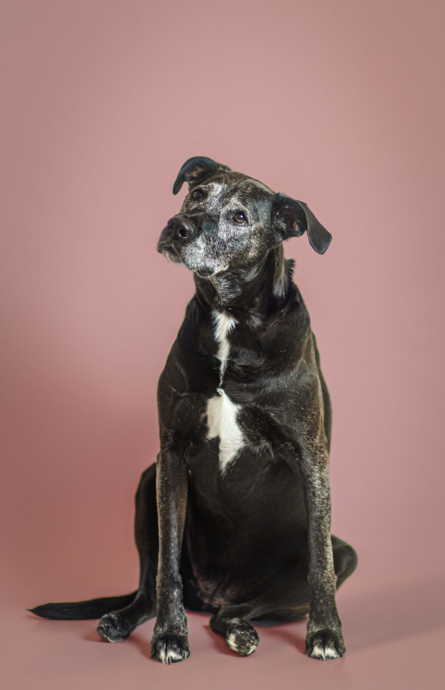 Black brindle dog with gray muzzle sitting upright against a pink studio background, pet portrait photography studio in Kingston, Ontario.