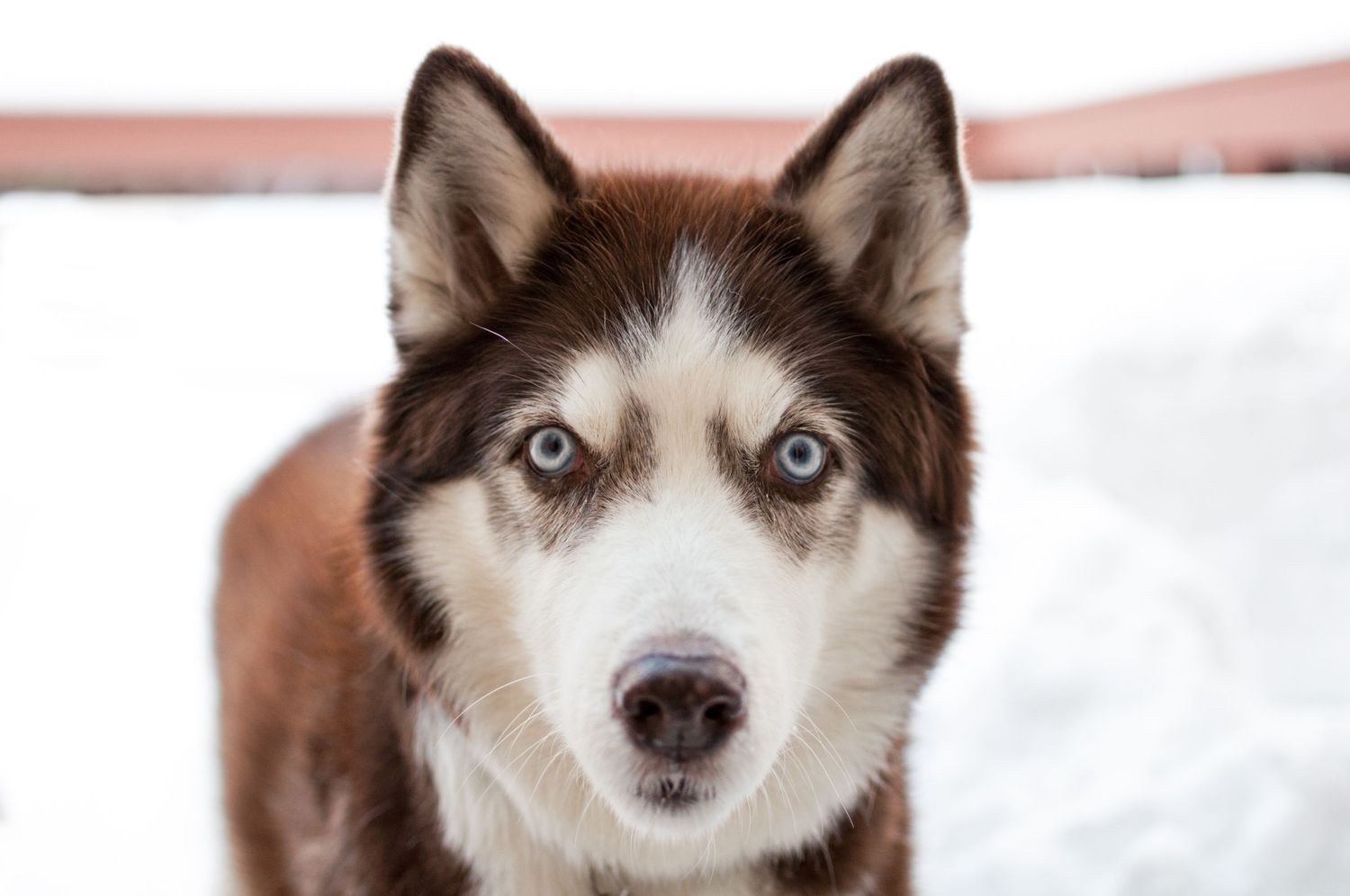 Portrait of a Siberian husky in the snow staring directly into the camera lens with its piercing blue eyes