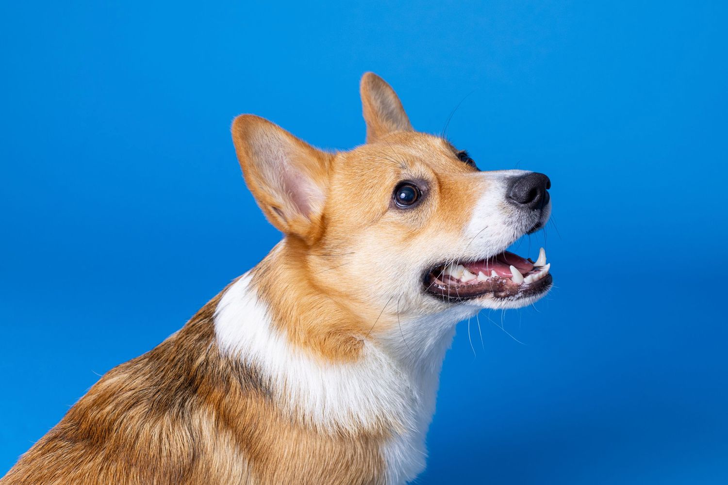 Portrait of a cute corgi dog with a blue background