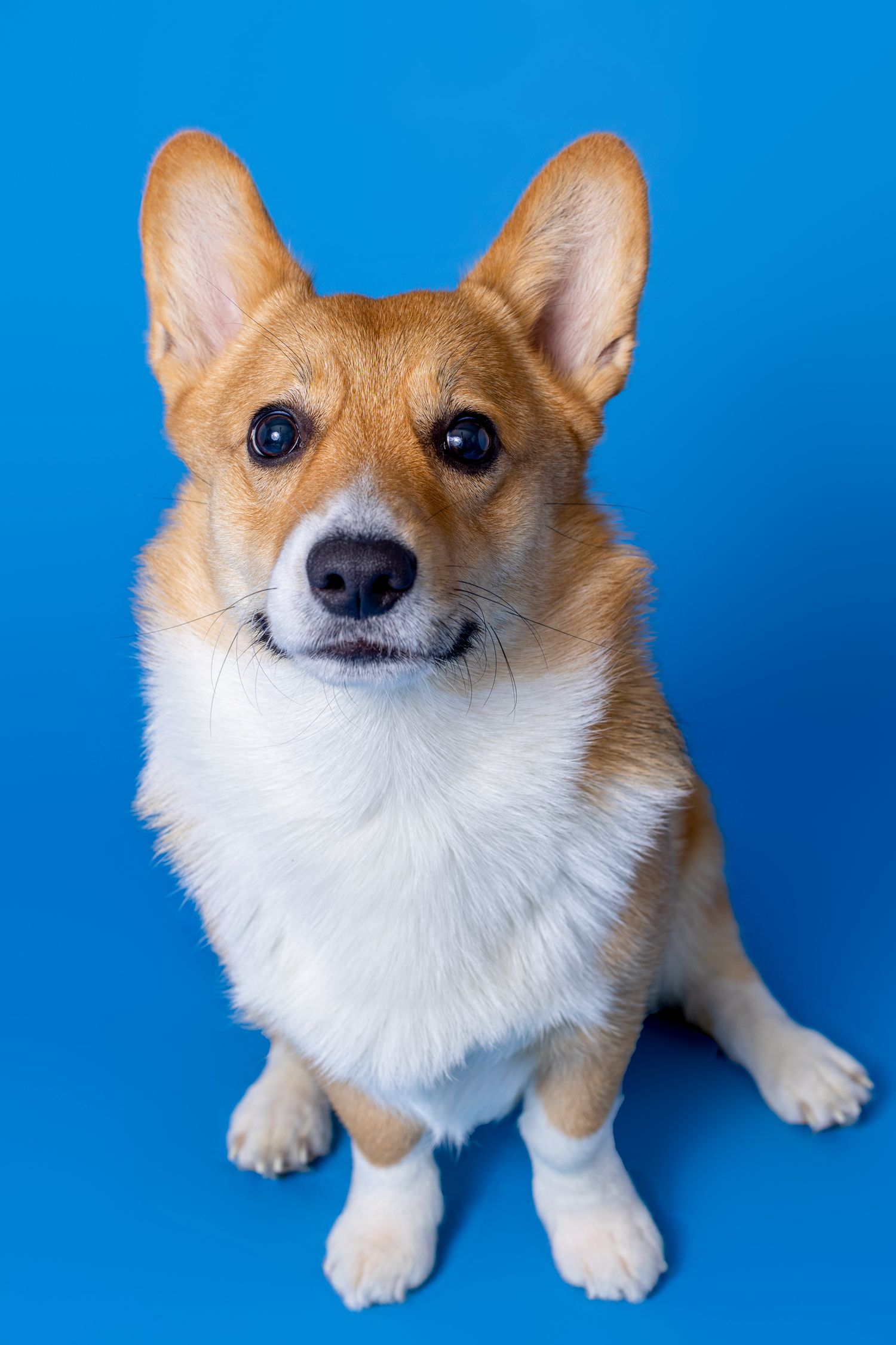 Portrait of a cute corgi dog with a blue background