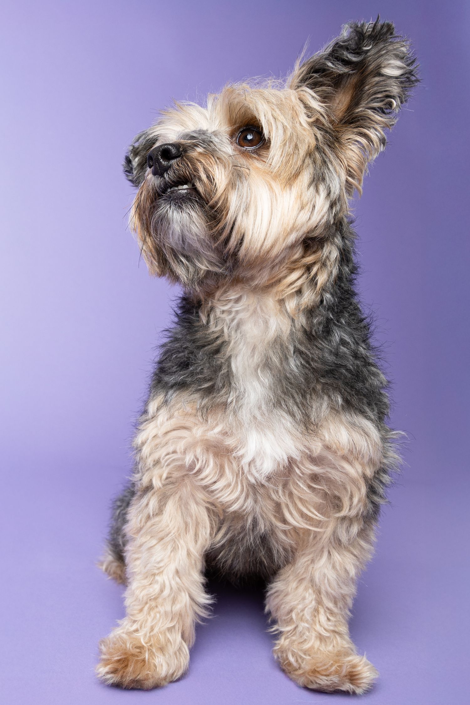 Portrait of a Yorkshire terrier looking away from the camera with one ear up on a purple backdrop
