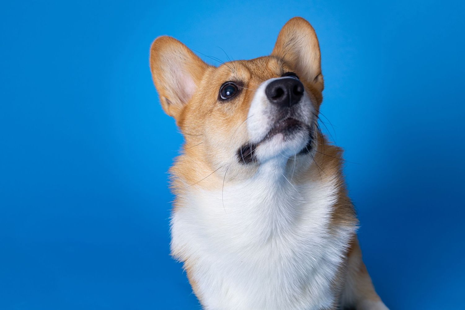 Portrait of a cute corgi dog with a blue background
