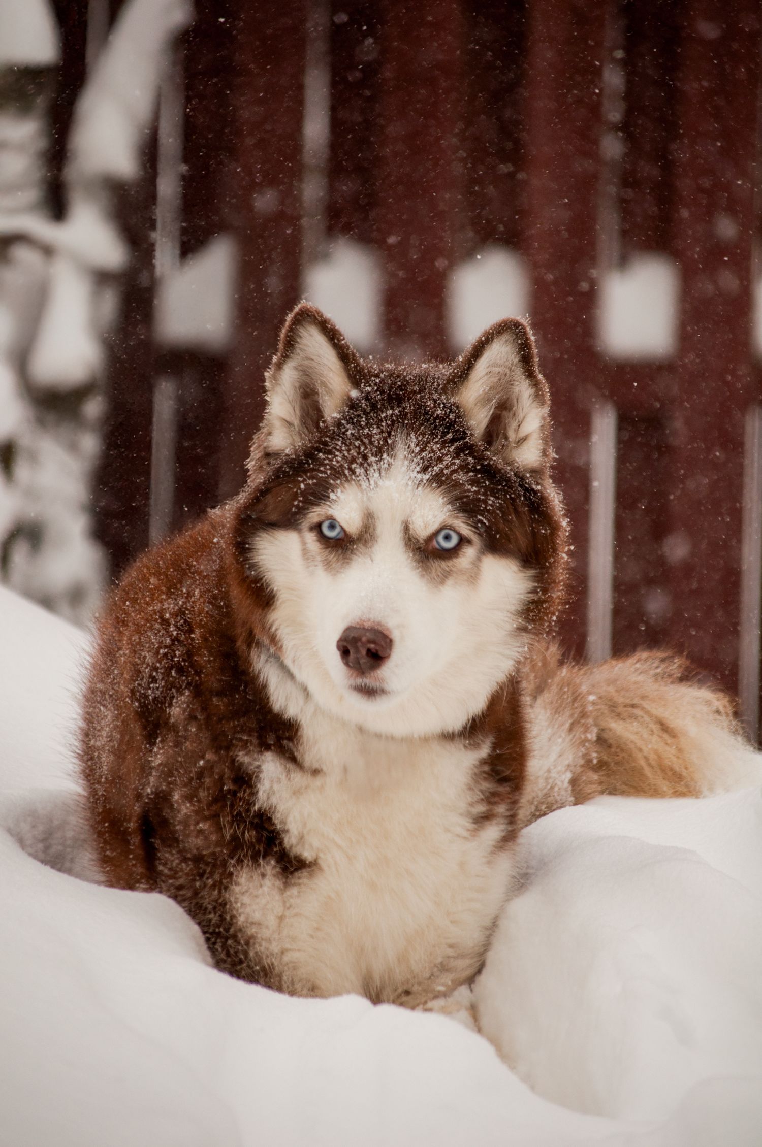 Portrait of a regal Siberian husky in its natural habitat, the snow