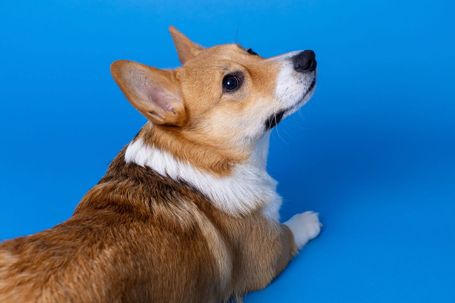 Portrait of a cute corgi dog with a blue background