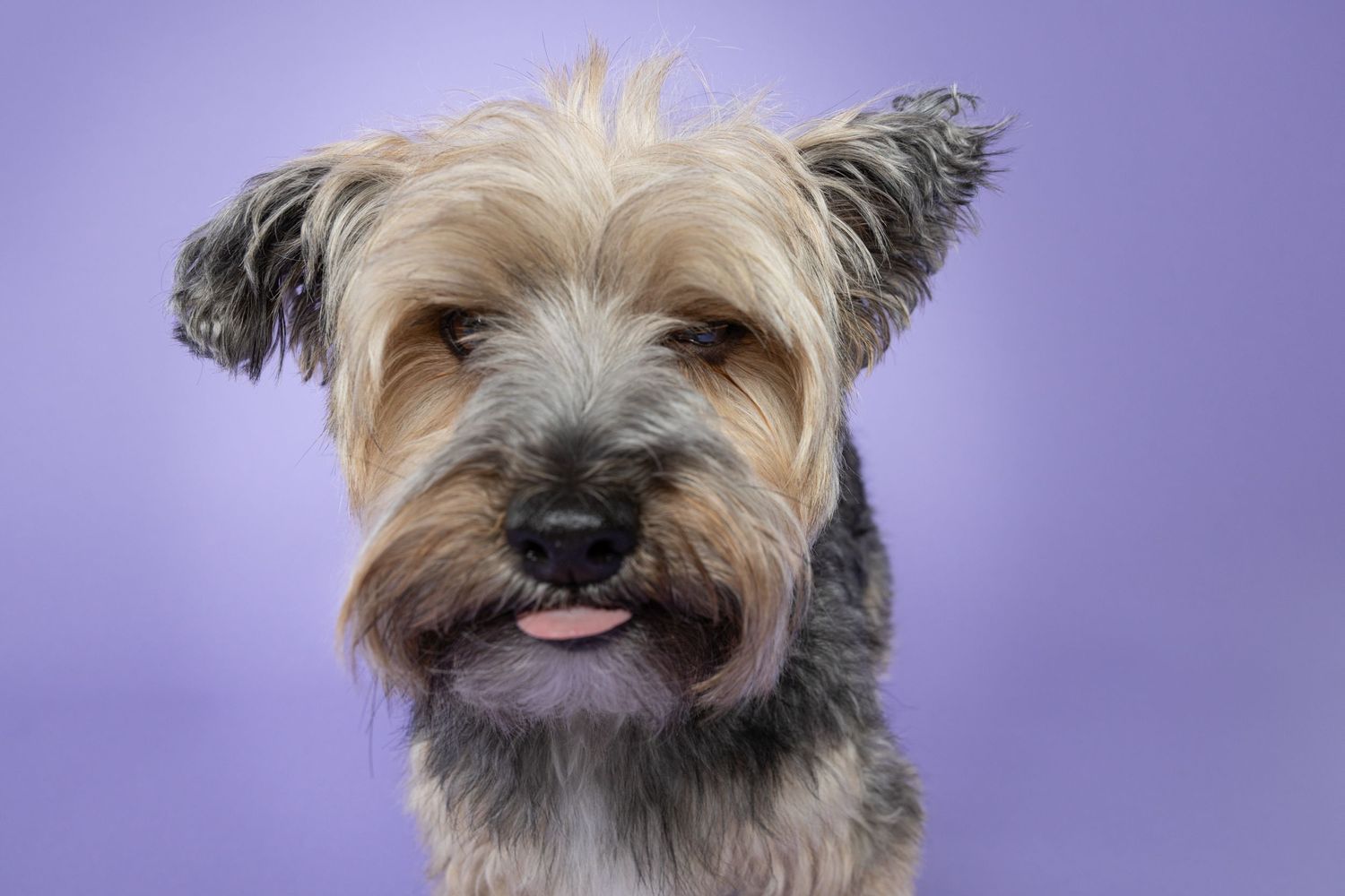 Portrait of a Yorkshire terrier sticking out its tongue on a purple backdrop