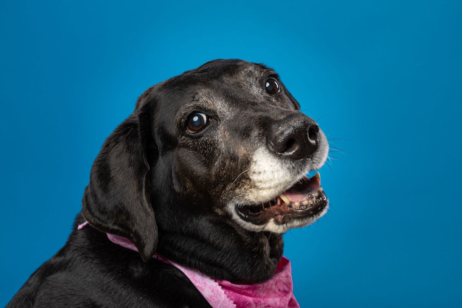 Black lab smiling with a blue background