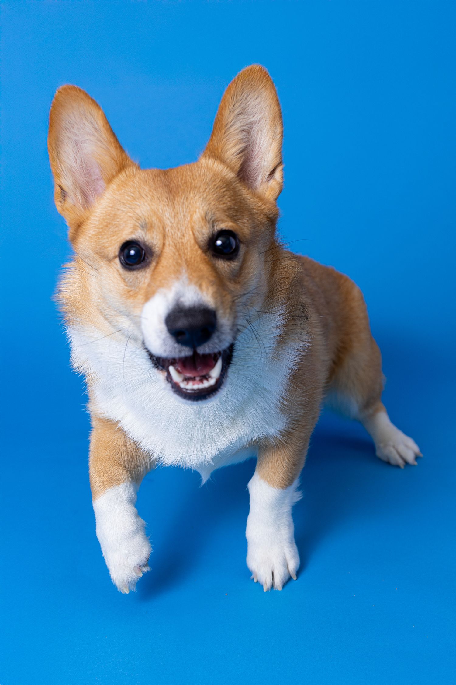 Portrait of a cute corgi dog with a blue background