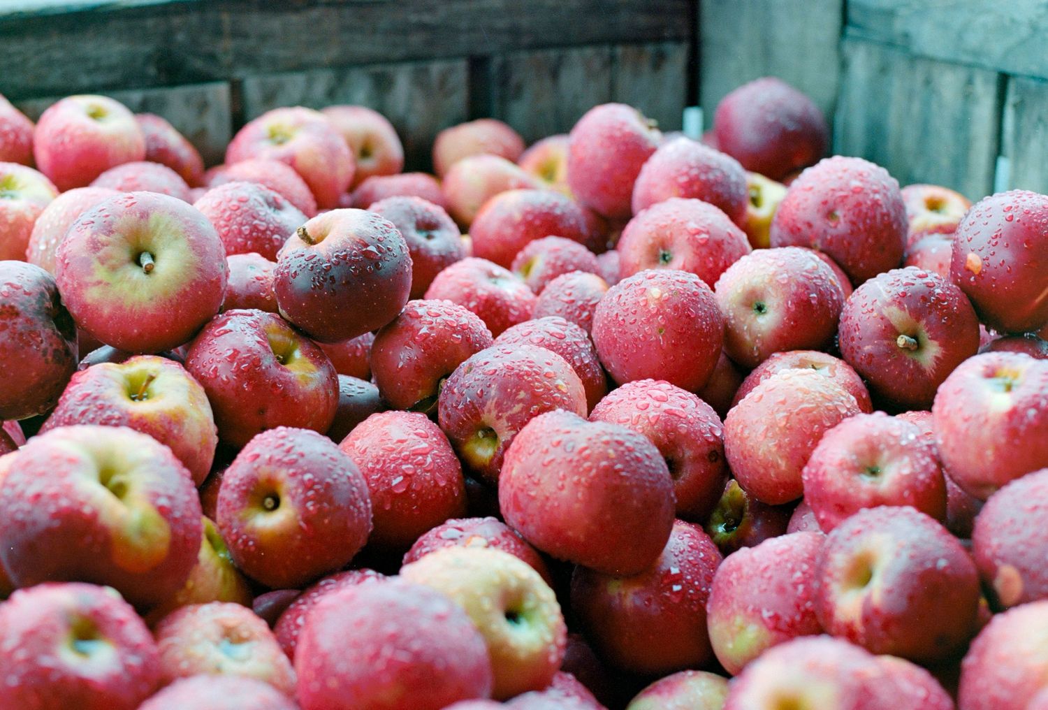 A pile of red apples covered in dew.