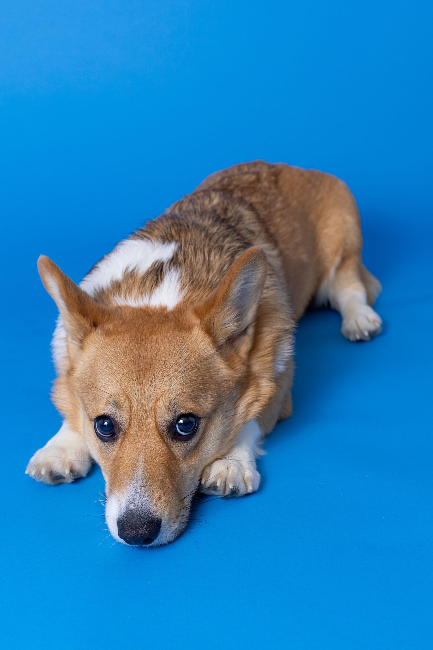 Portrait of a cute corgi dog with a blue background