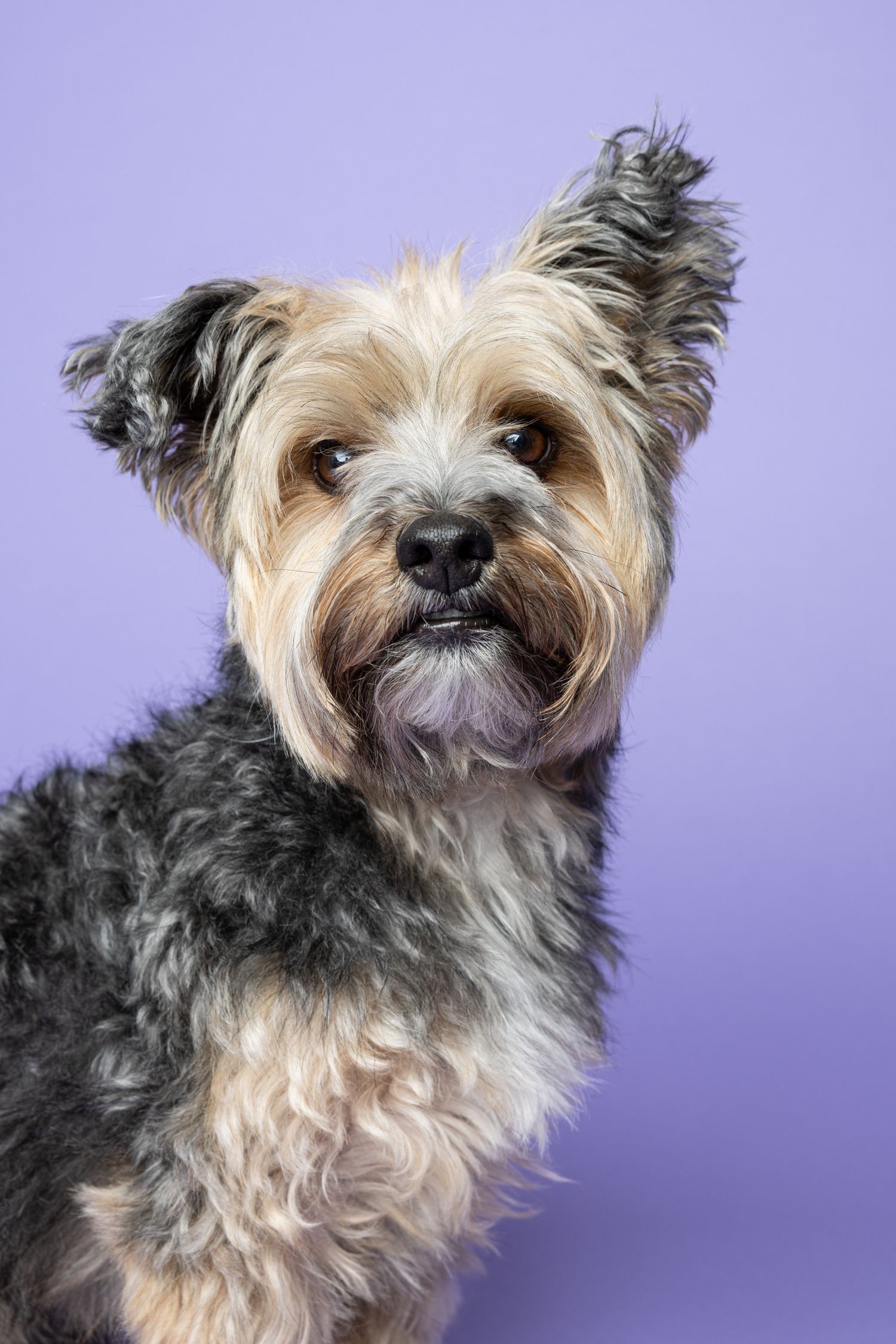 Portrait of a Yorkshire terrier looking directly at the camera with one ear up on a purple backdrop