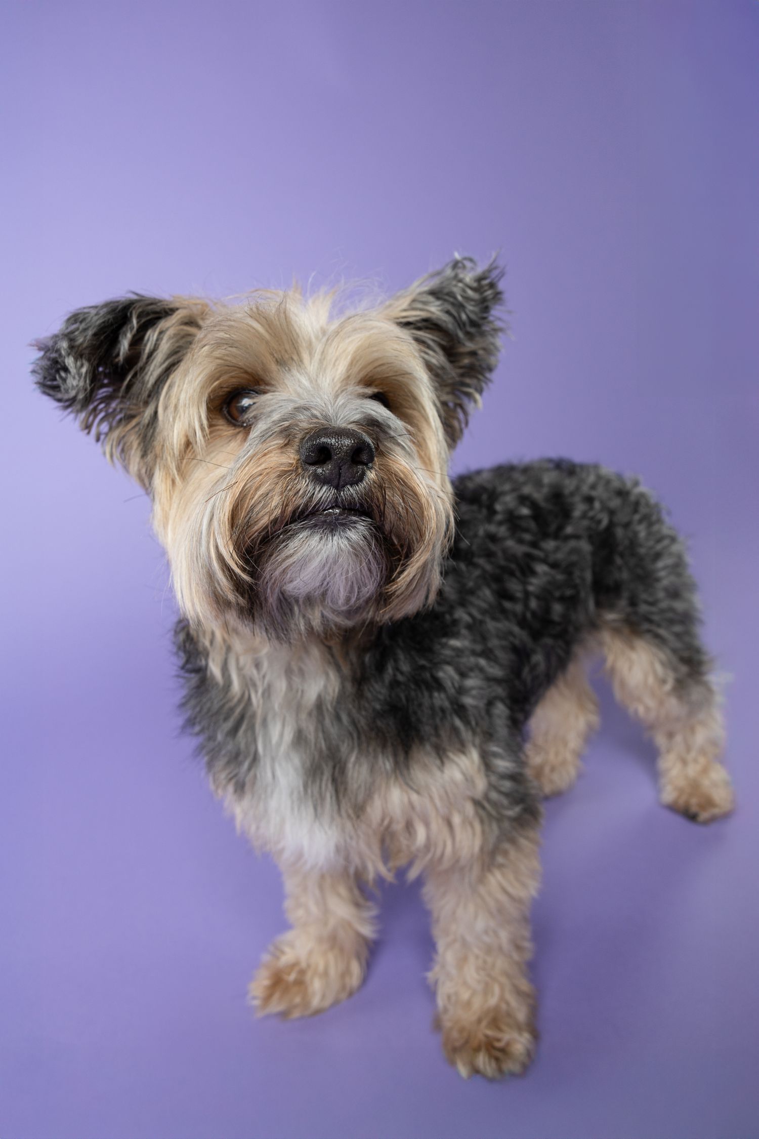 Full body portrait of a Yorkshire terrier looking top the left on a purple backdrop