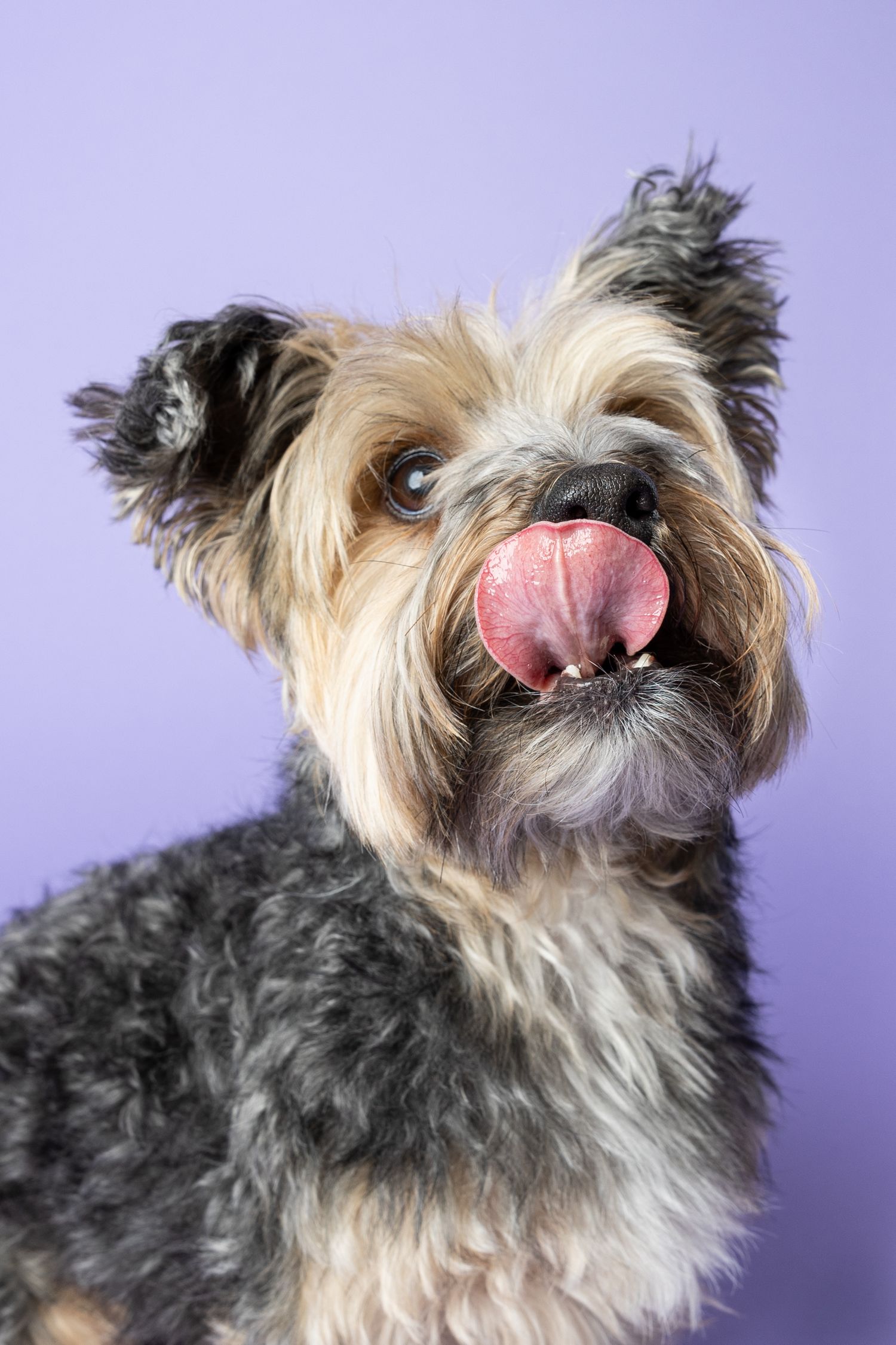Portrait of a Yorkshire terrier looking away from the camera and licking its lips with one ear up on a purple backdrop